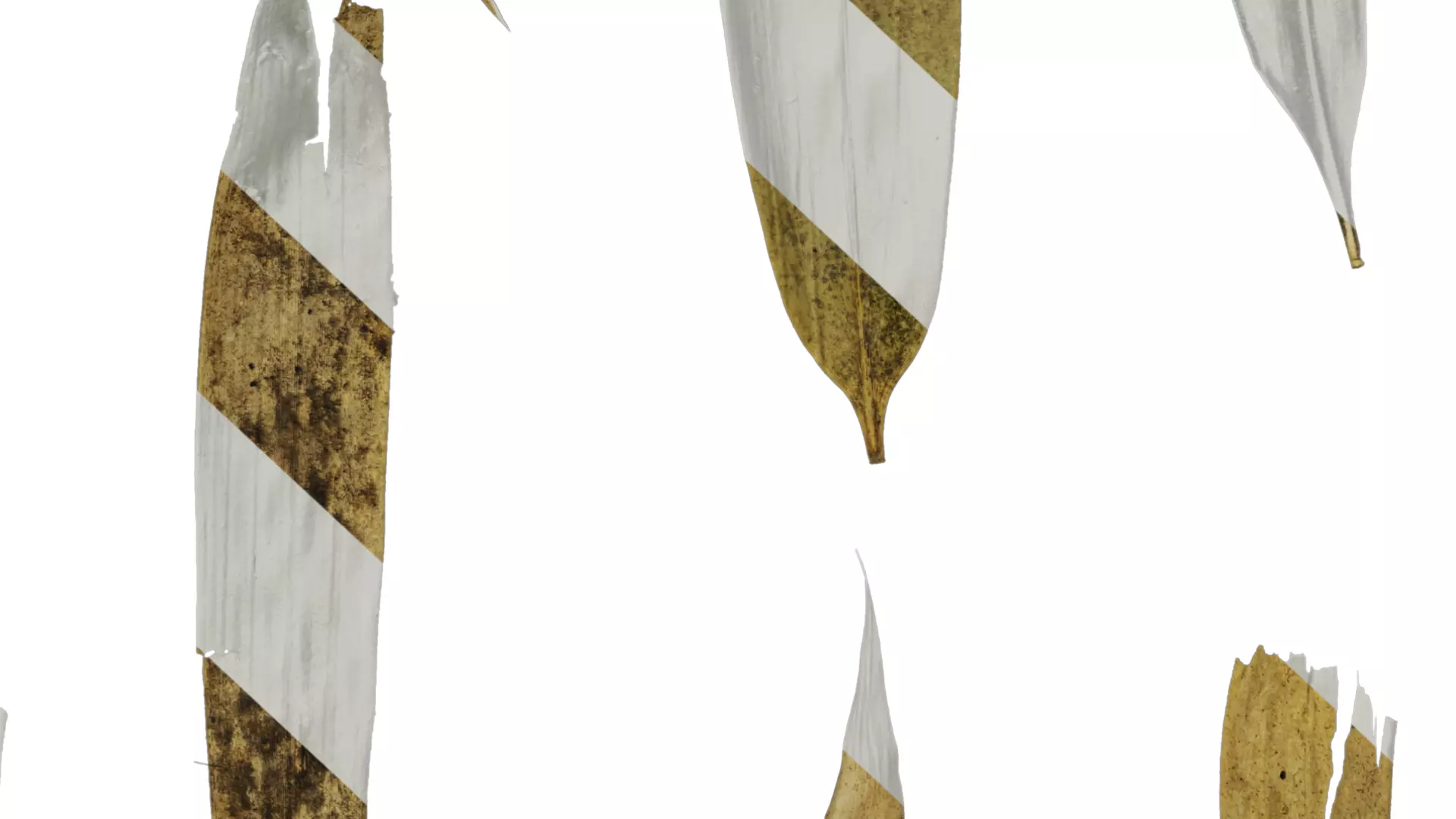 Anydrafts Bambusa multiplex Leaf 06 Texture_6