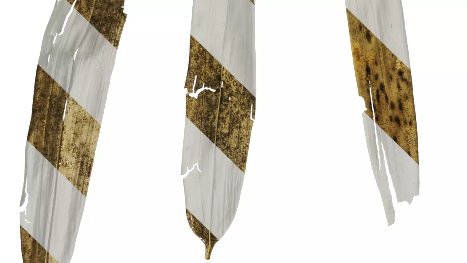 Anydrafts Bambusa multiplex Leaf 06 Texture_3