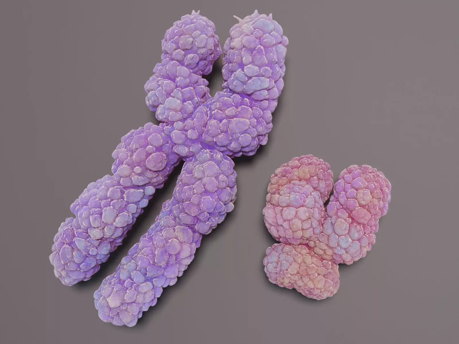 Chromosome XY Low-poly 3D model