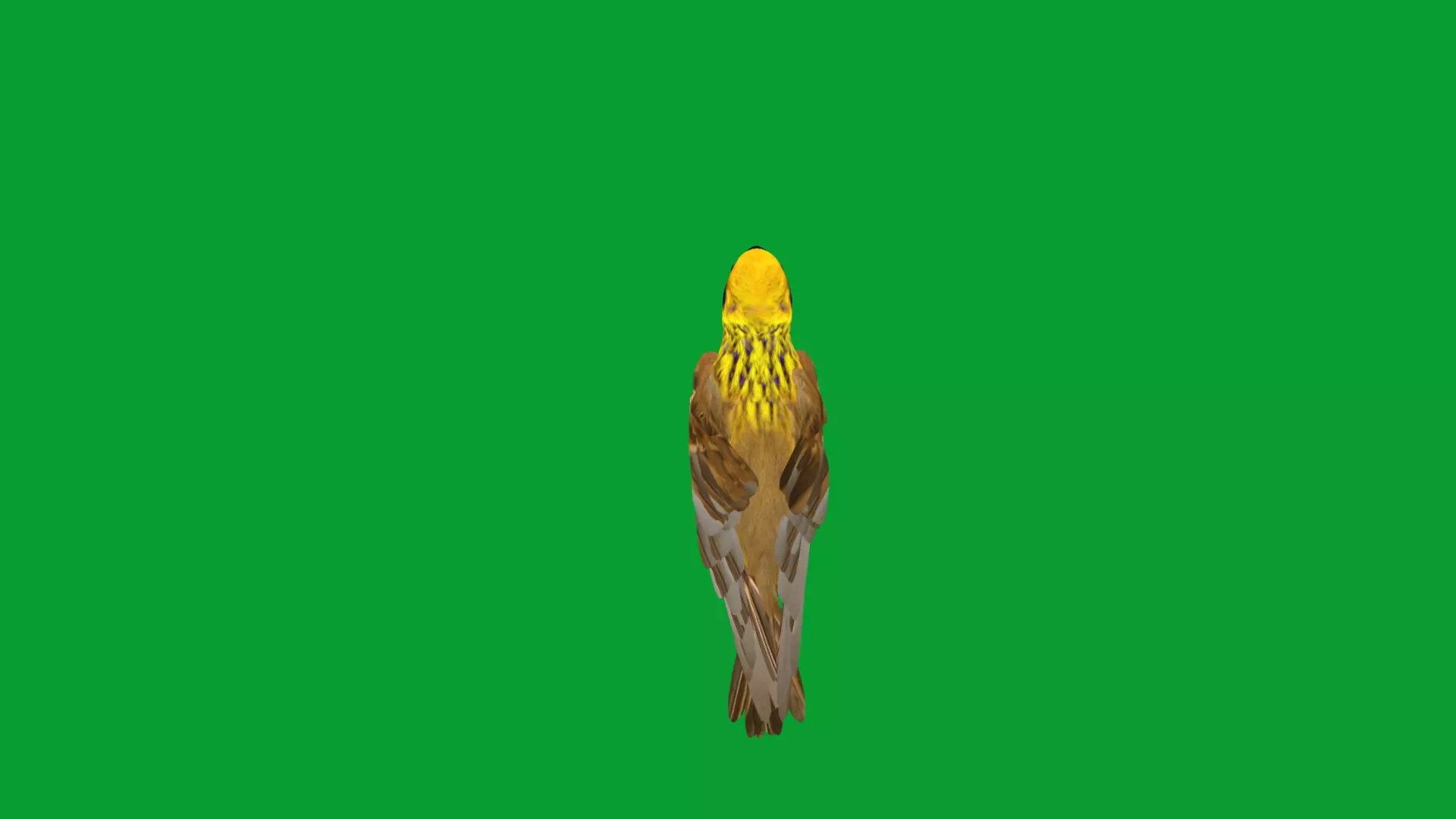 Asian Golden Weaver Bird Low-poly 3D model_37