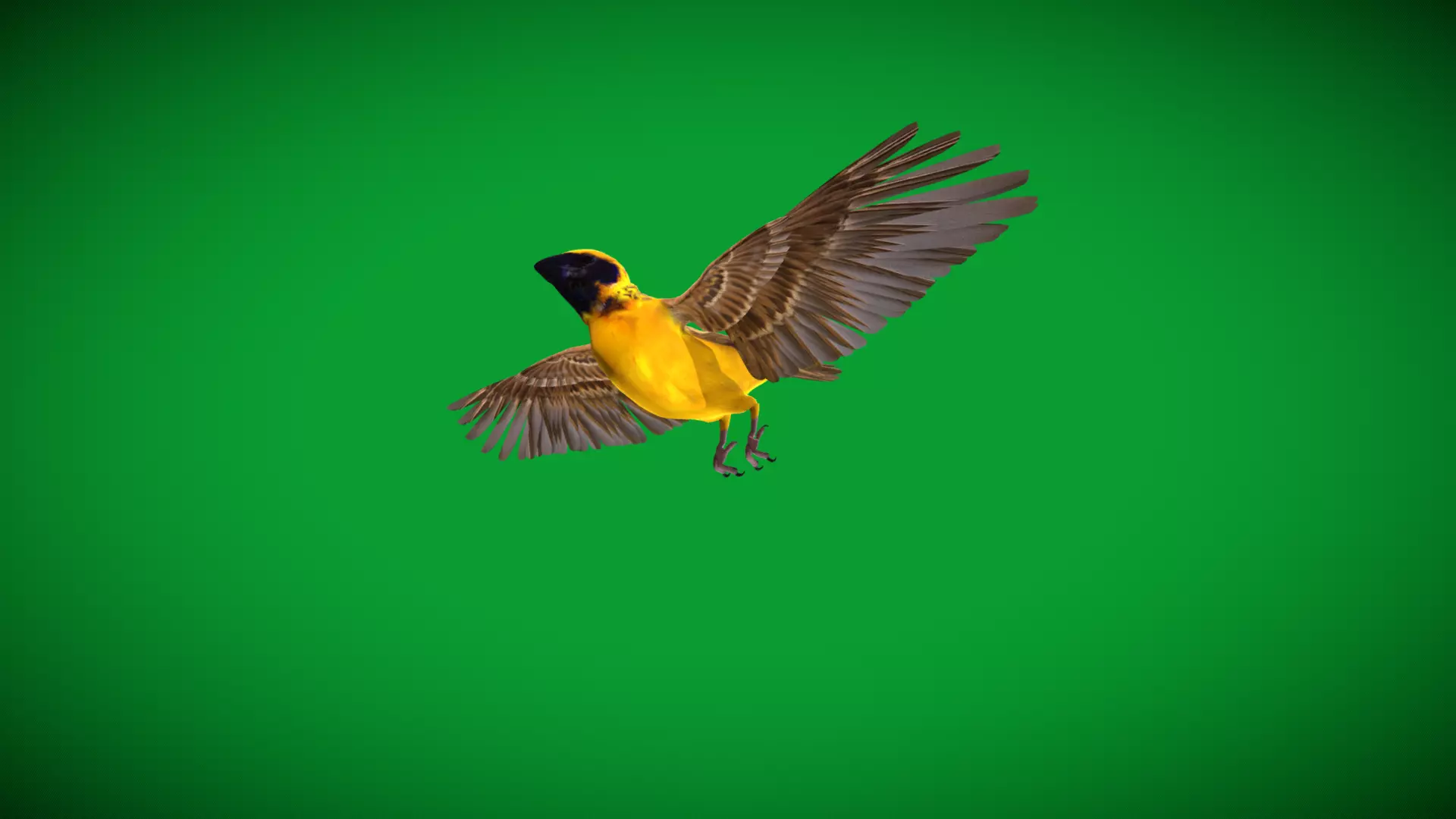 Asian Golden Weaver Bird Low-poly 3D model_63
