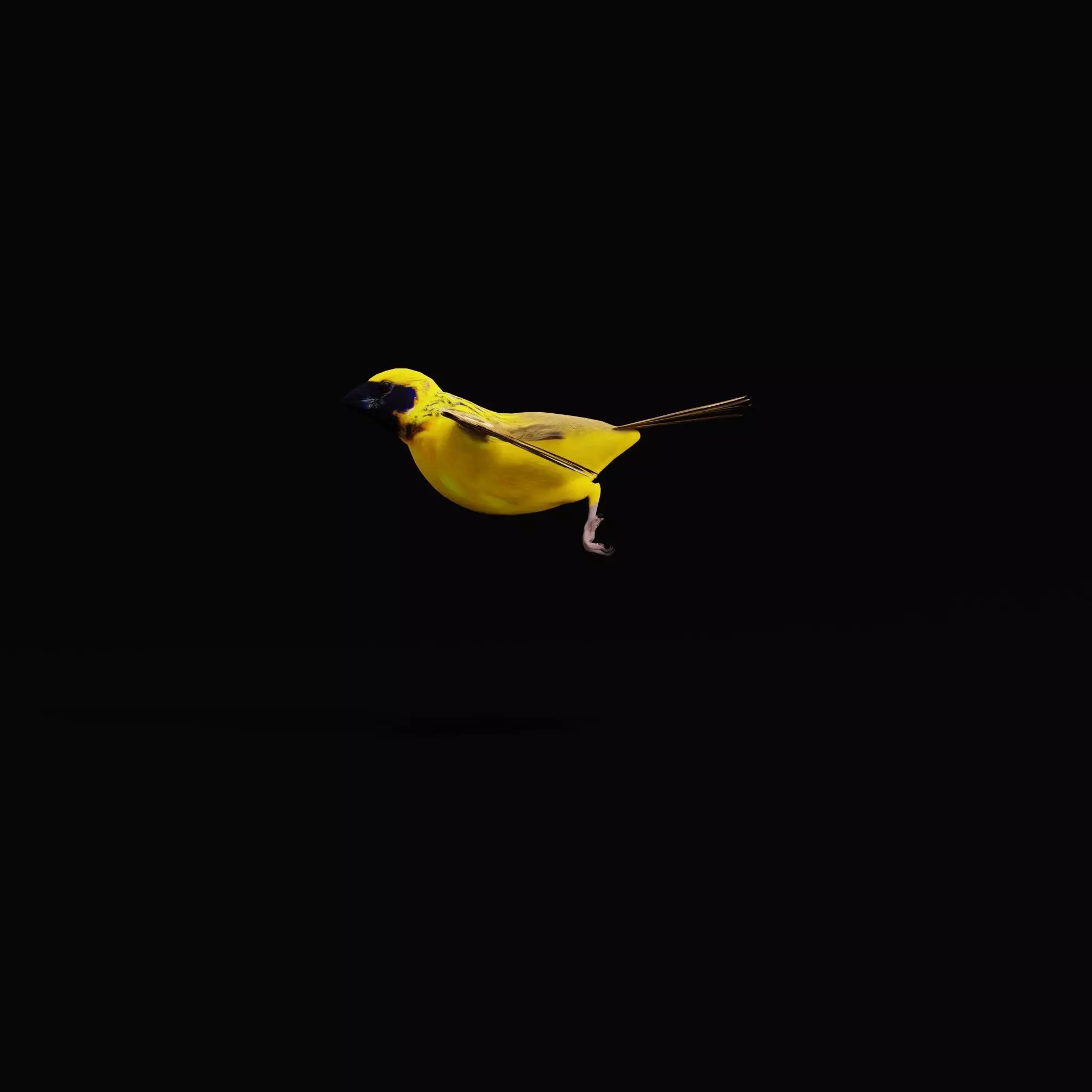 Asian Golden Weaver Bird Low-poly 3D model_8