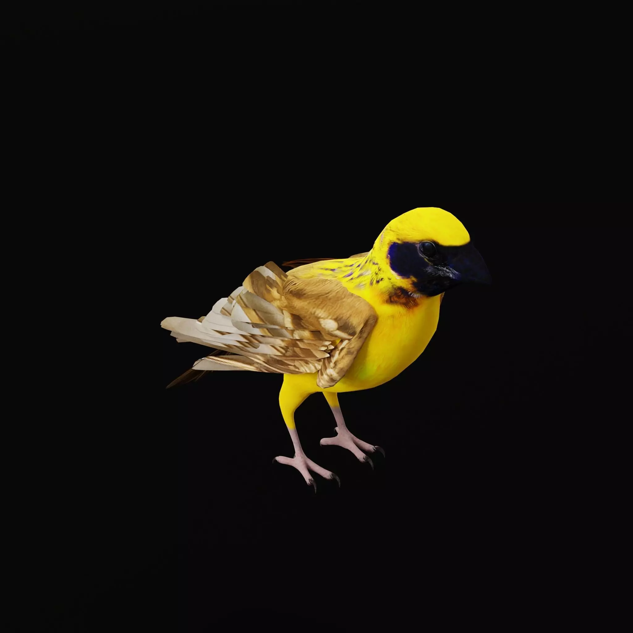 Asian Golden Weaver Bird Low-poly 3D model_31