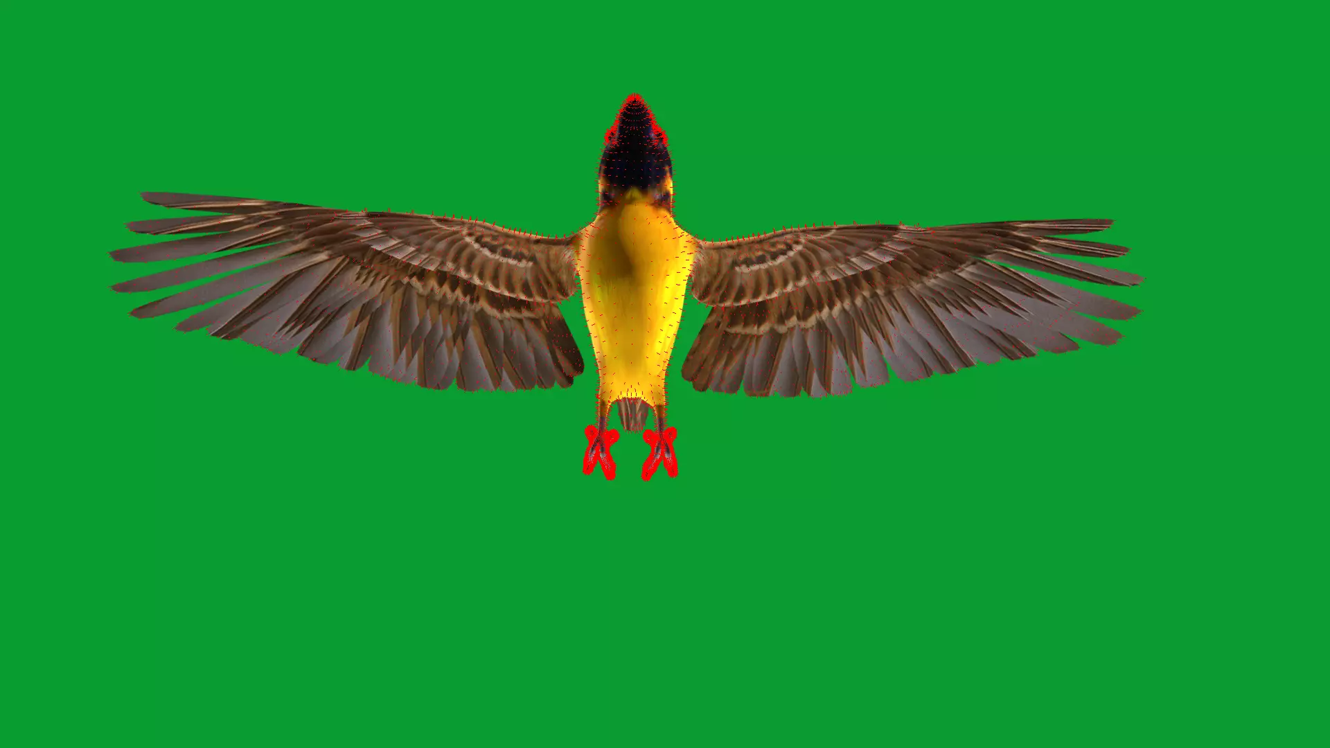 Asian Golden Weaver Bird Low-poly 3D model_53