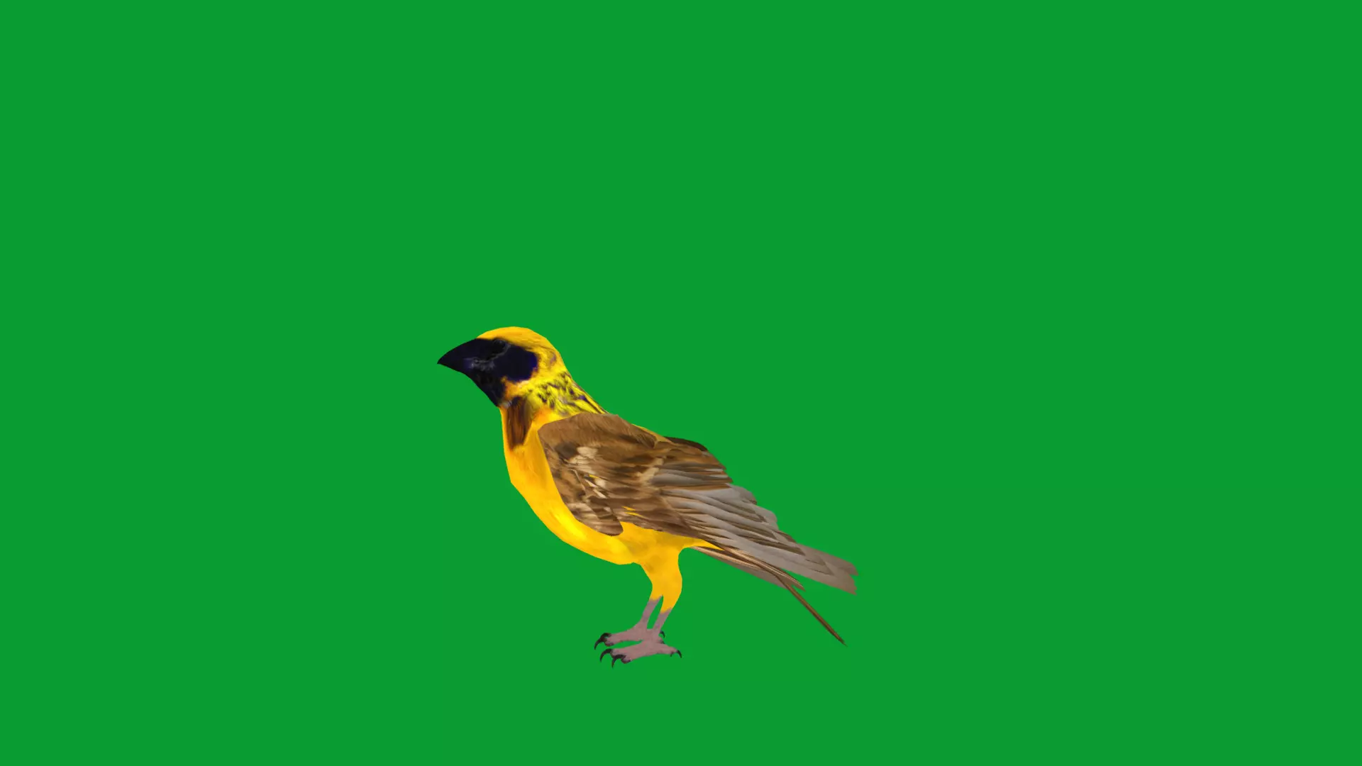 Asian Golden Weaver Bird Low-poly 3D model_43
