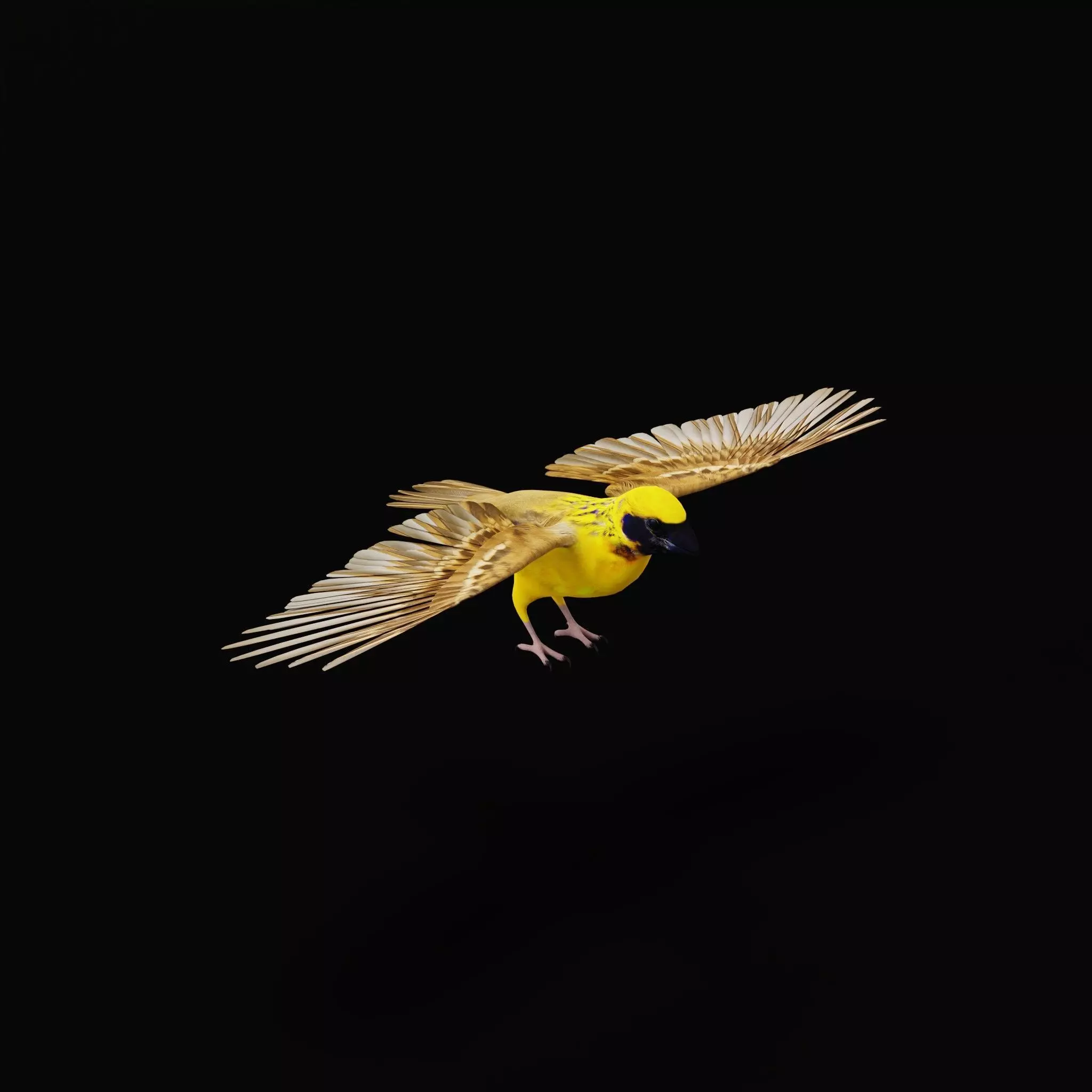 Asian Golden Weaver Bird Low-poly 3D model_20