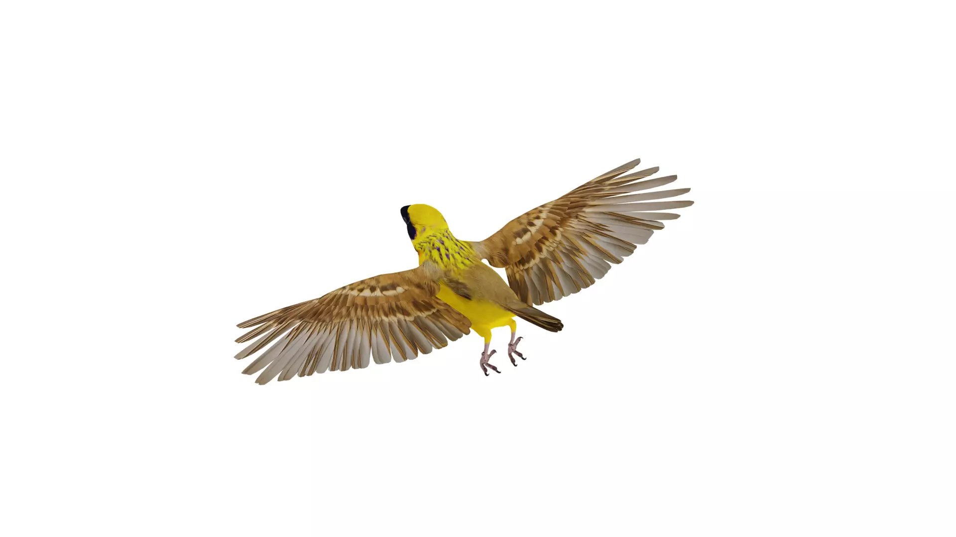 Asian Golden Weaver Bird Low-poly 3D model_55