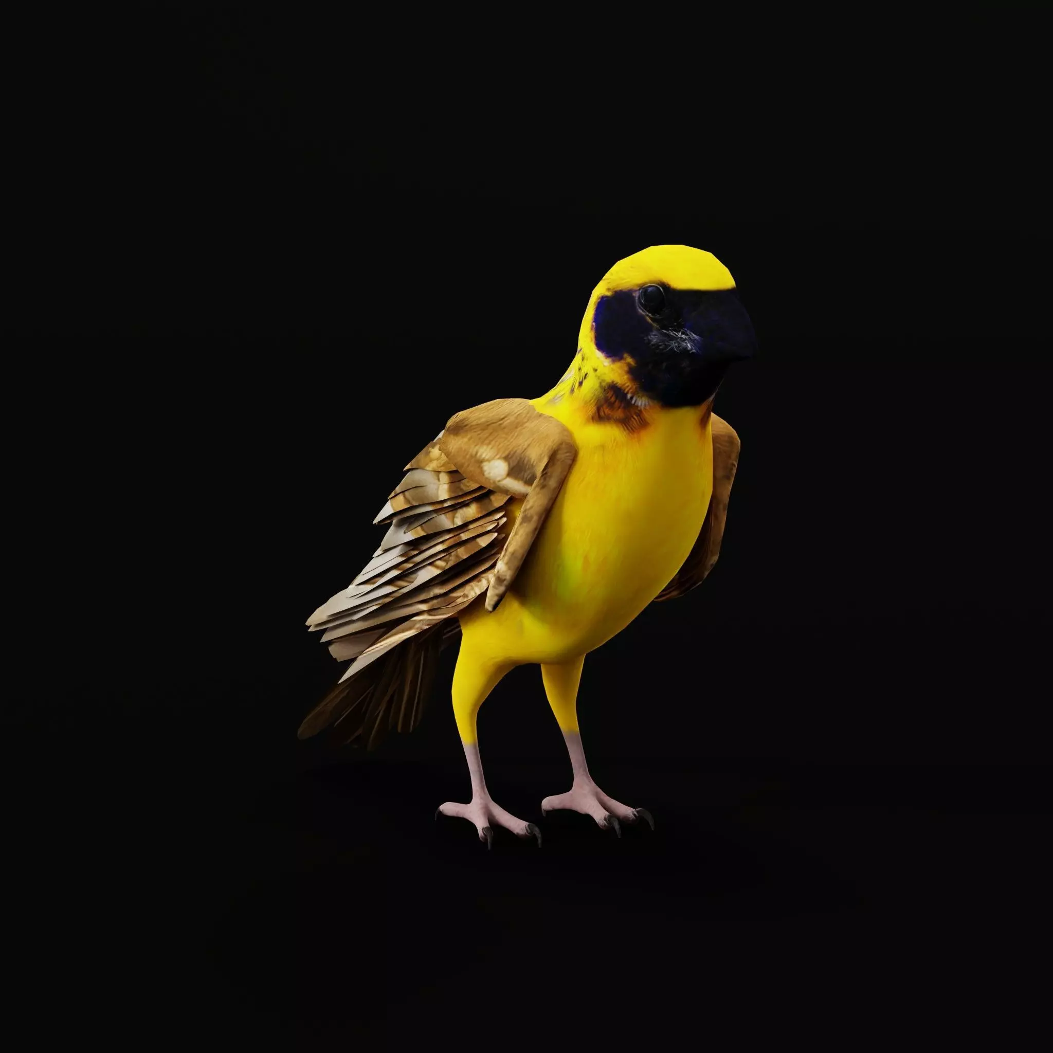 Asian Golden Weaver Bird Low-poly 3D model_26