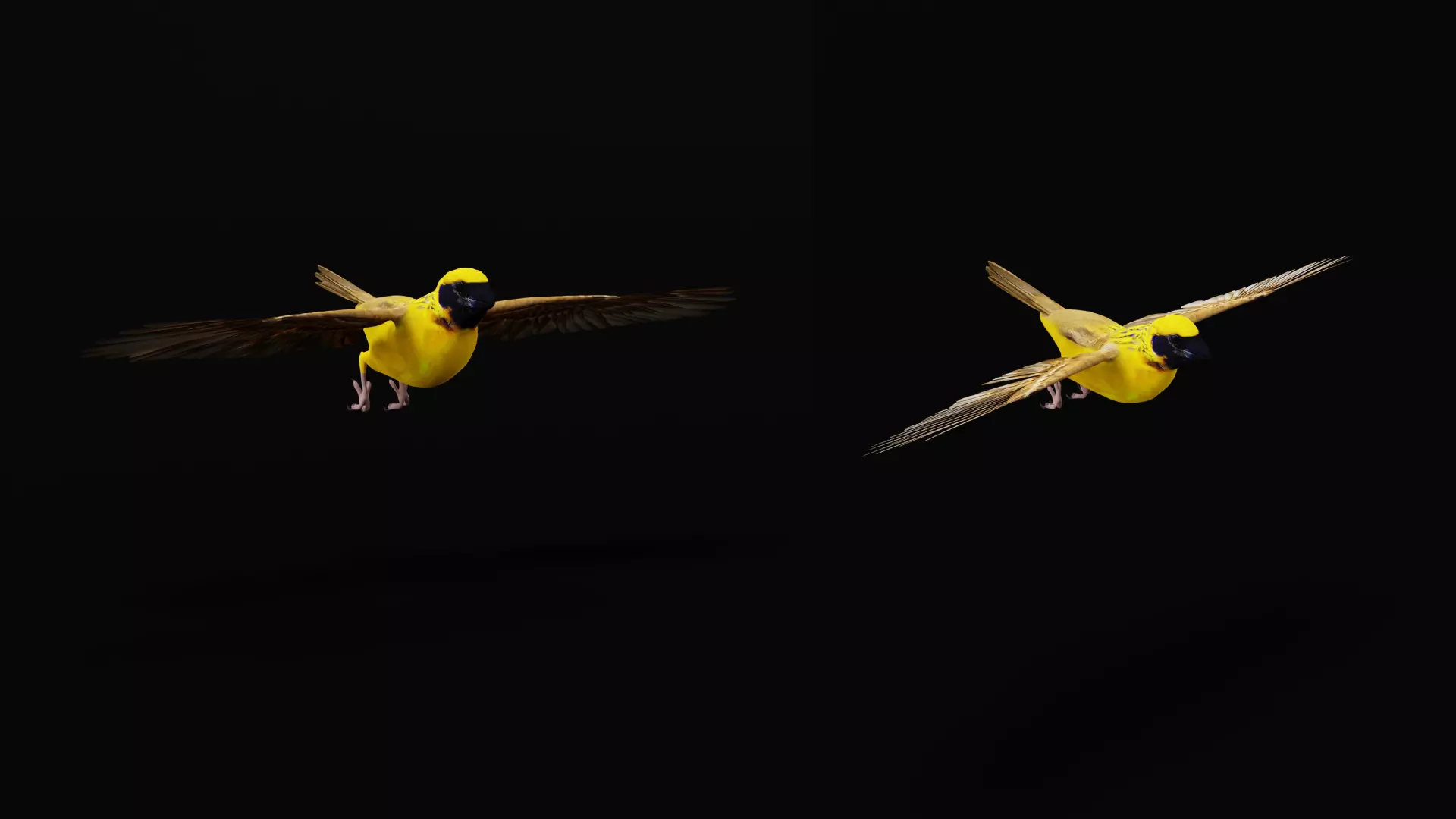 Asian Golden Weaver Bird Low-poly 3D model_34