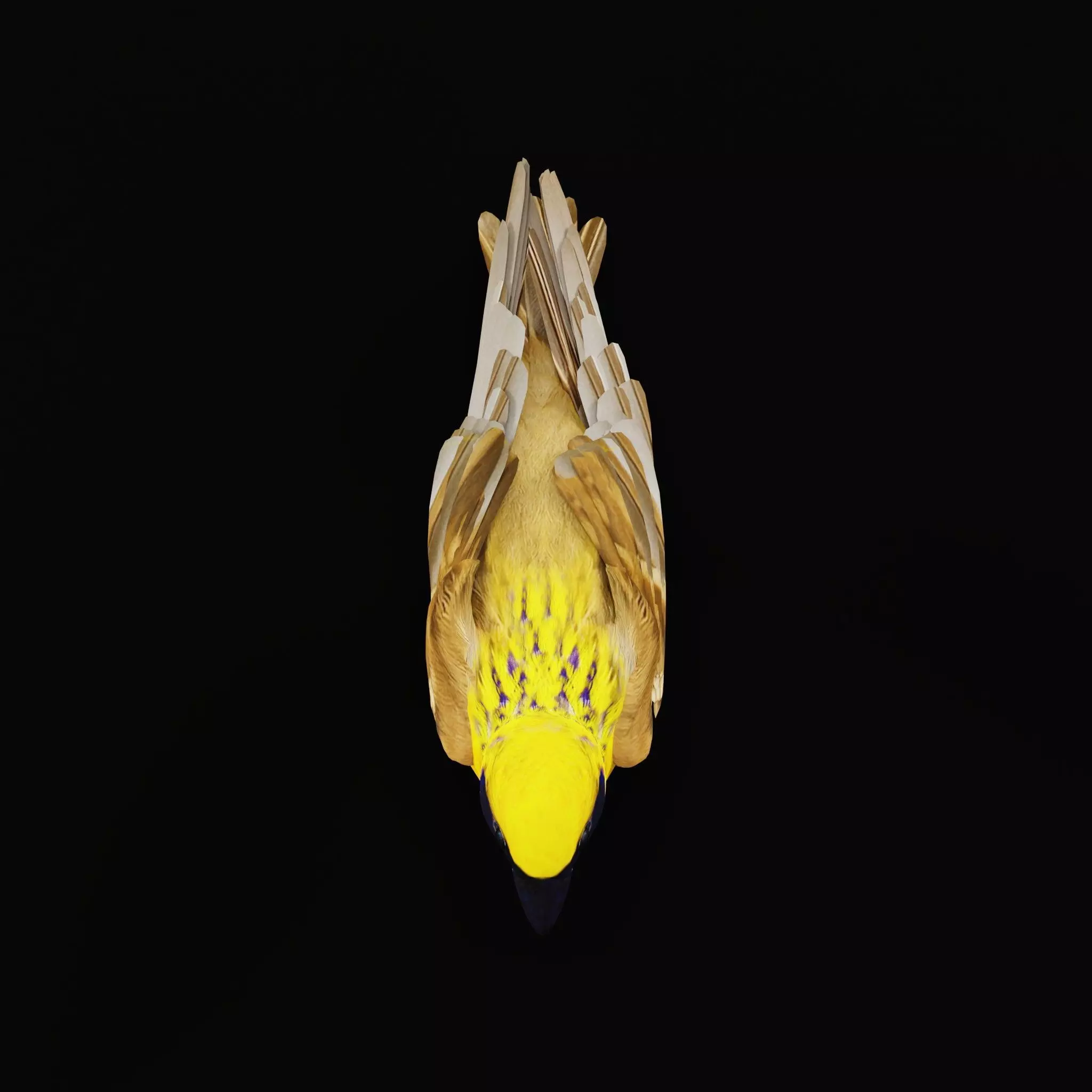 Asian Golden Weaver Bird Low-poly 3D model_23