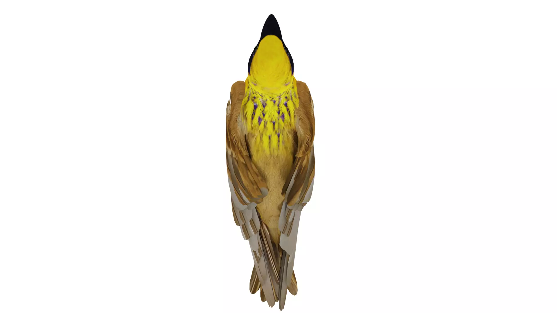 Asian Golden Weaver Bird Low-poly 3D model_59