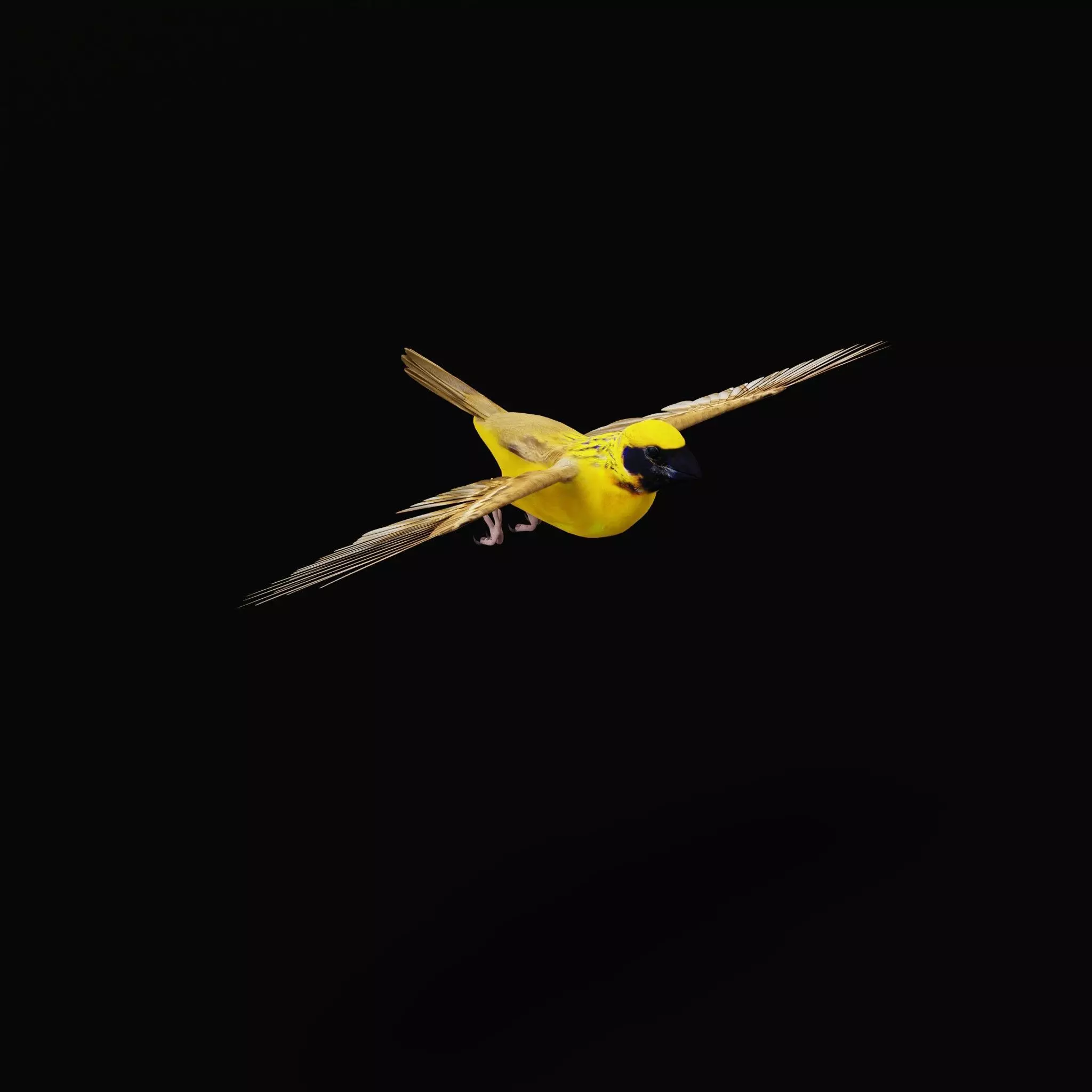 Asian Golden Weaver Bird Low-poly 3D model_21