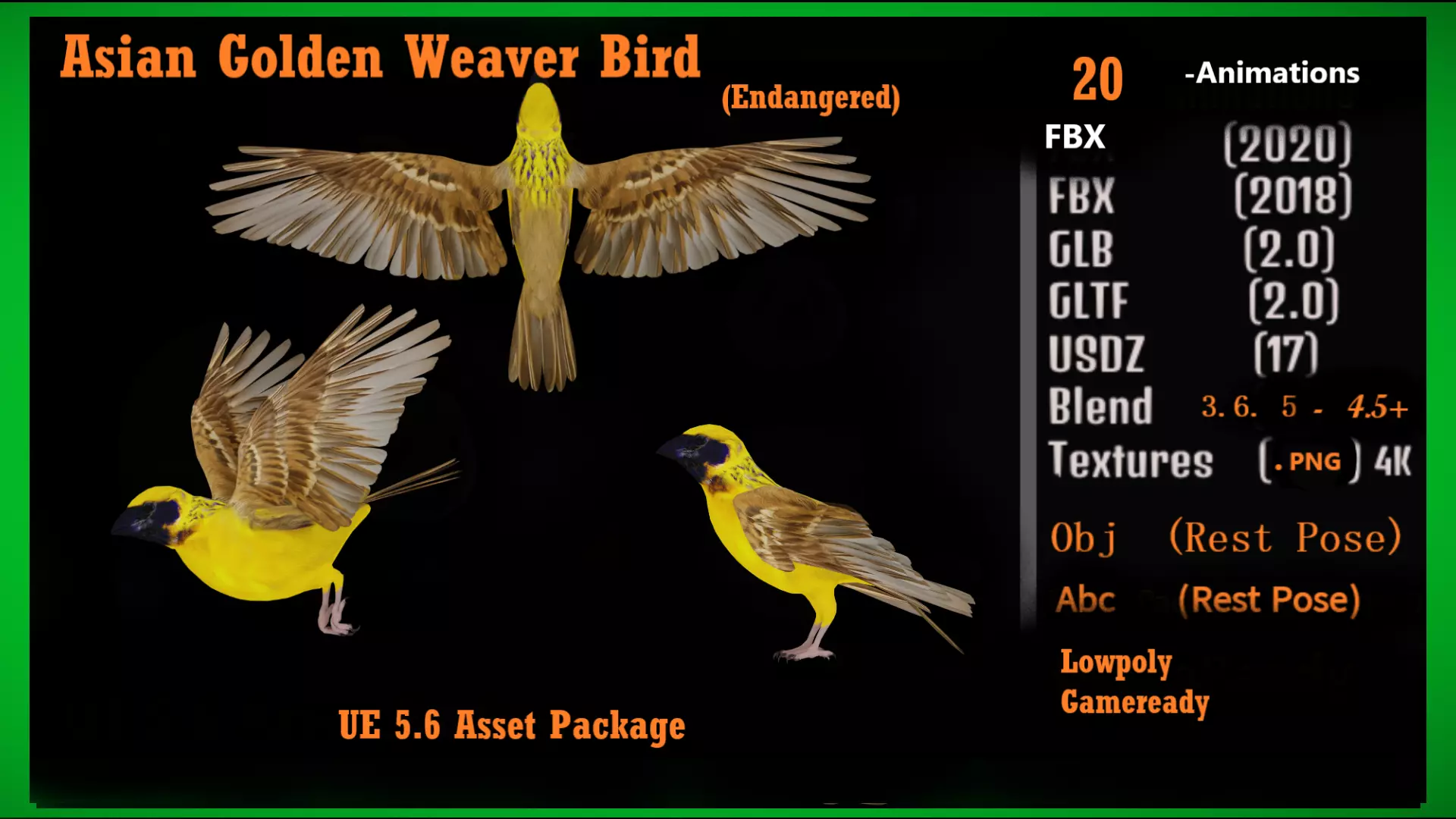 Asian Golden Weaver Bird Low-poly 3D model_3
