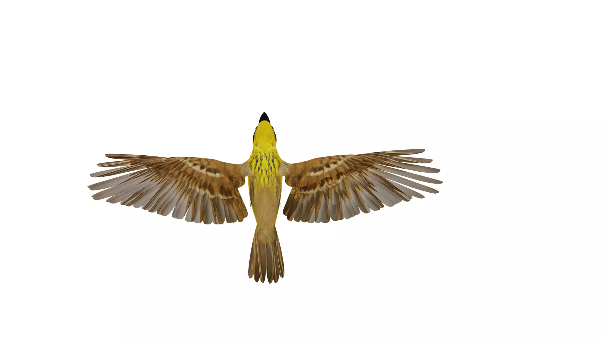 Asian Golden Weaver Bird Low-poly 3D model_57