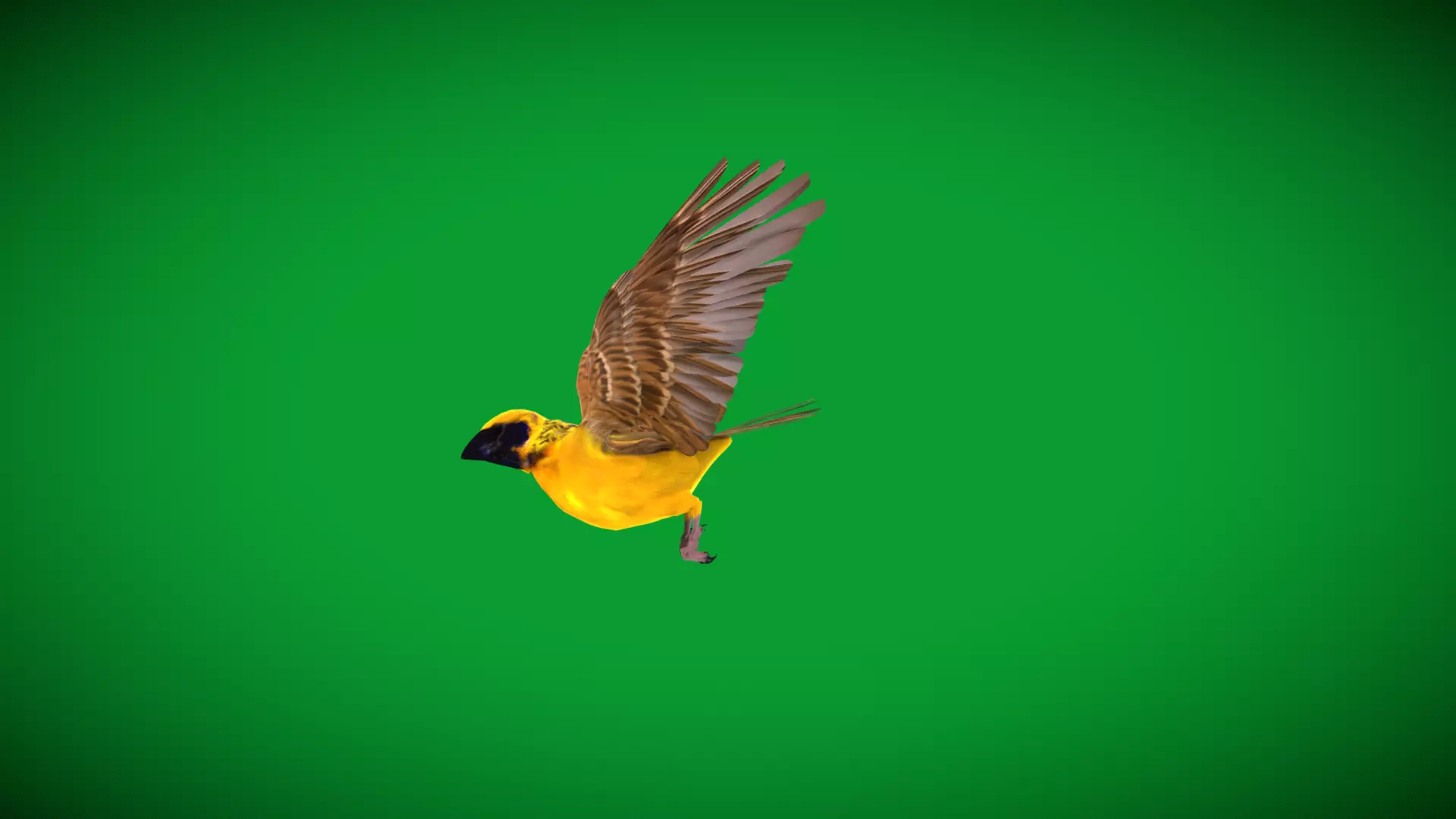 Asian Golden Weaver Bird Low-poly 3D model_61