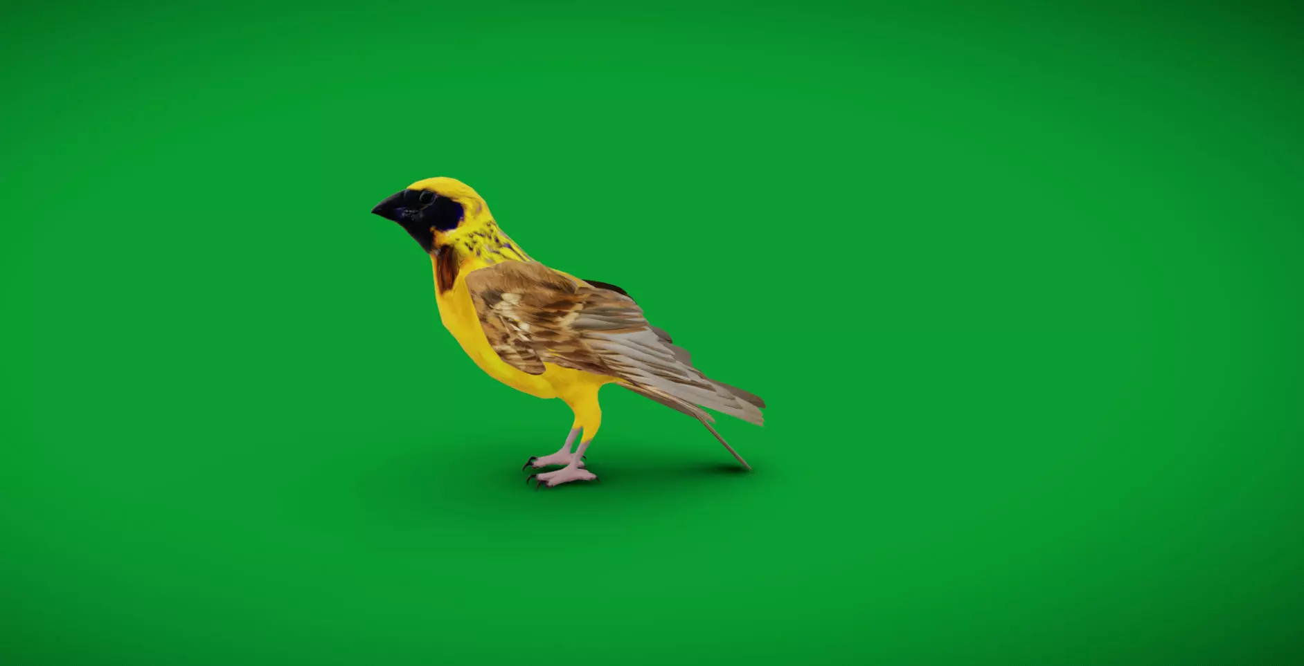 Asian Golden Weaver Bird Low-poly 3D model_11