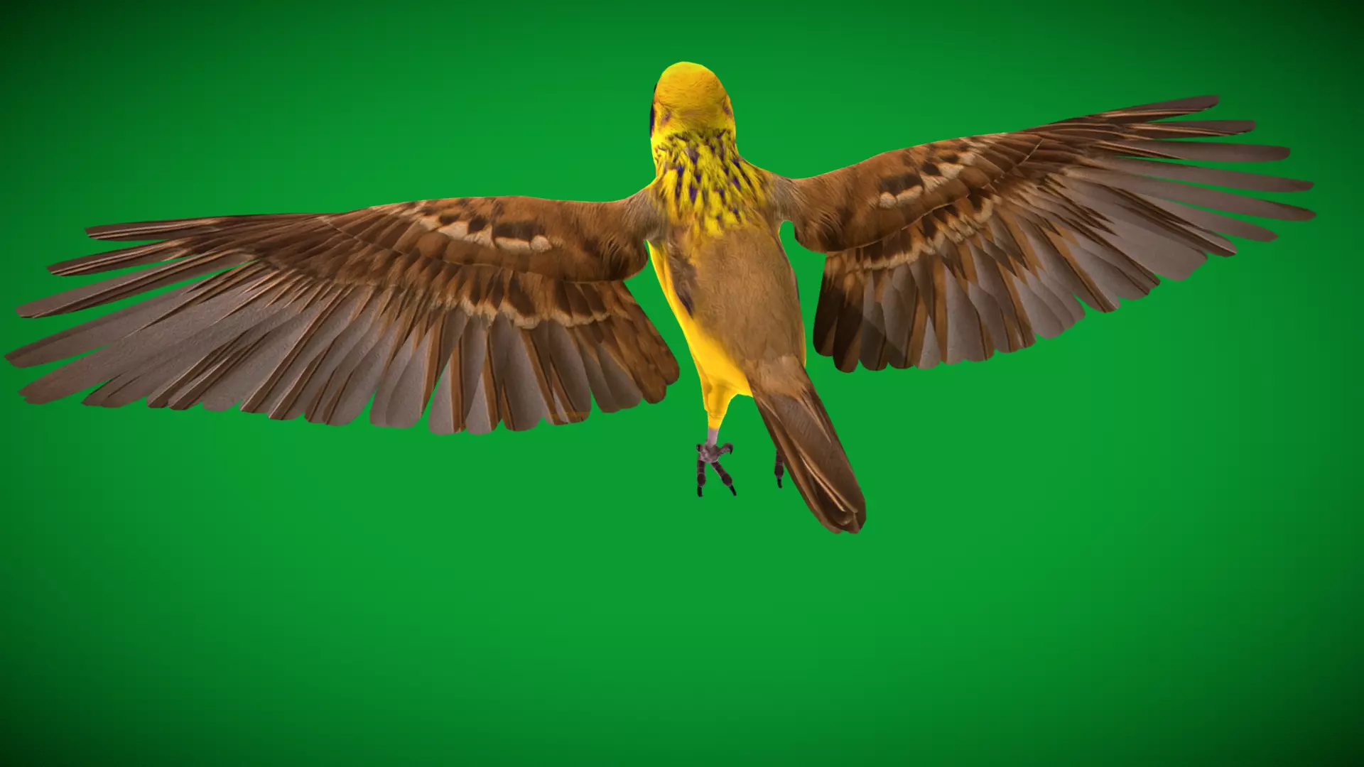 Asian Golden Weaver Bird Low-poly 3D model_64