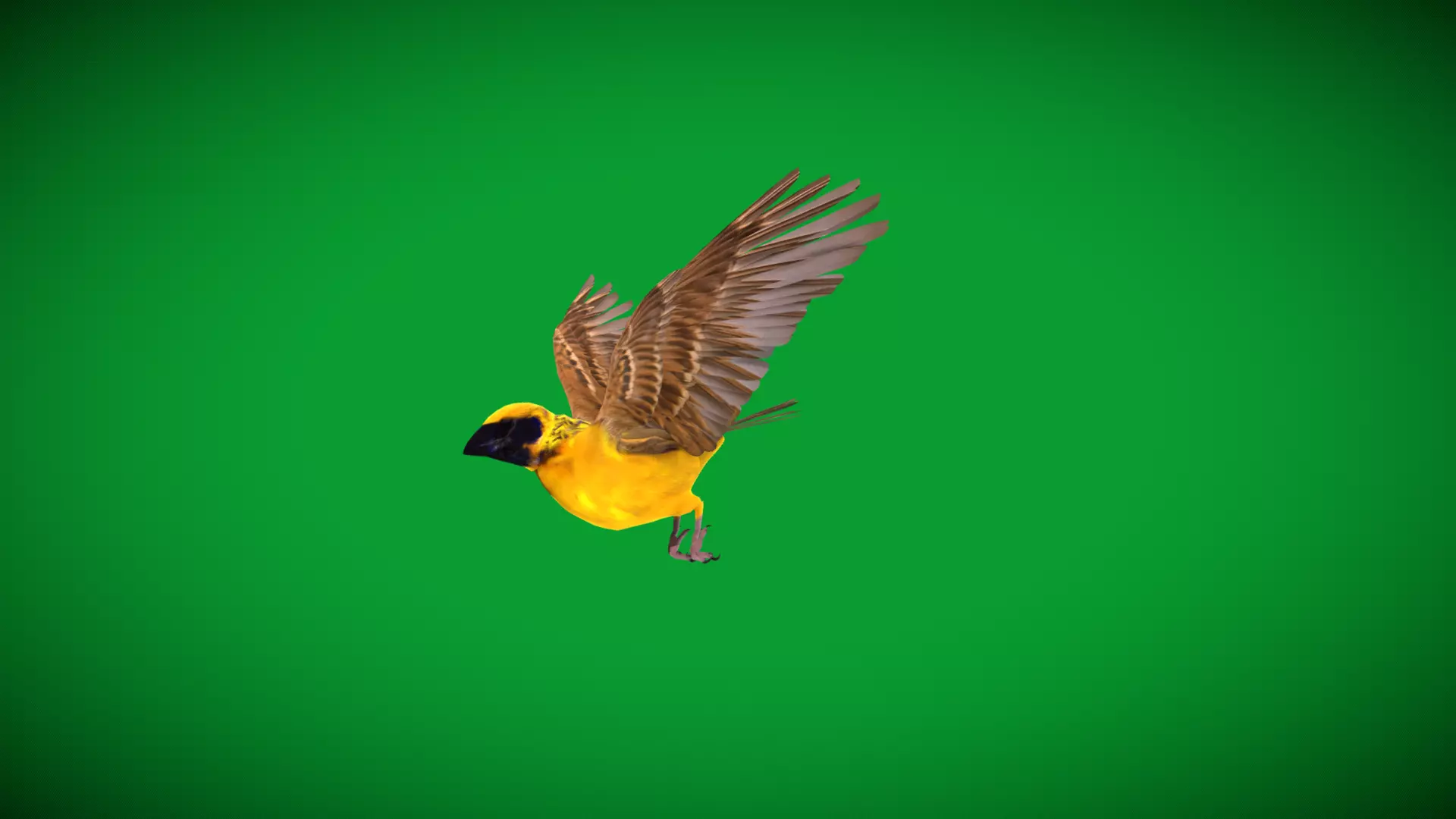 Asian Golden Weaver Bird Low-poly 3D model_44