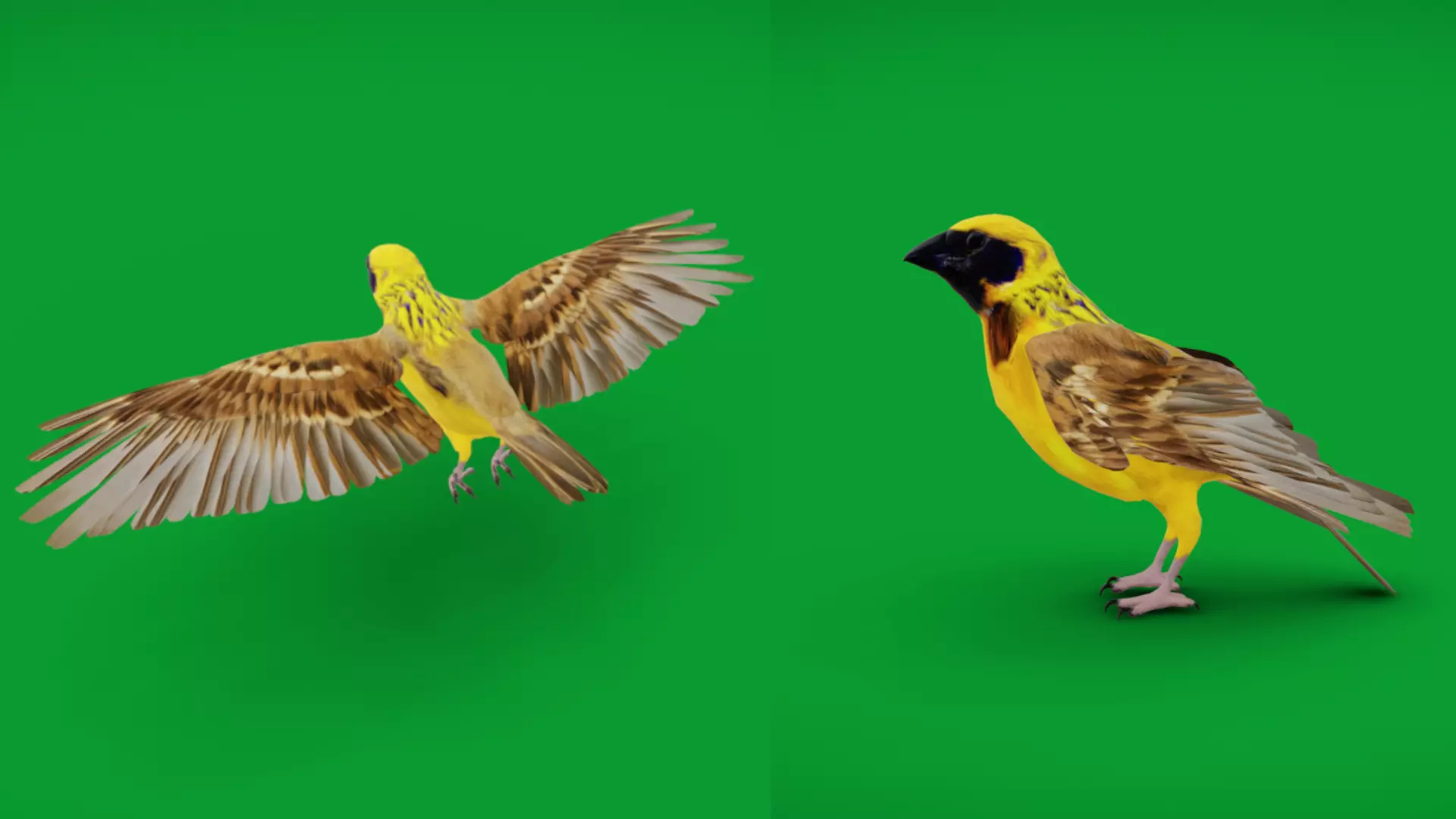 Asian Golden Weaver Bird Low-poly 3D model_6