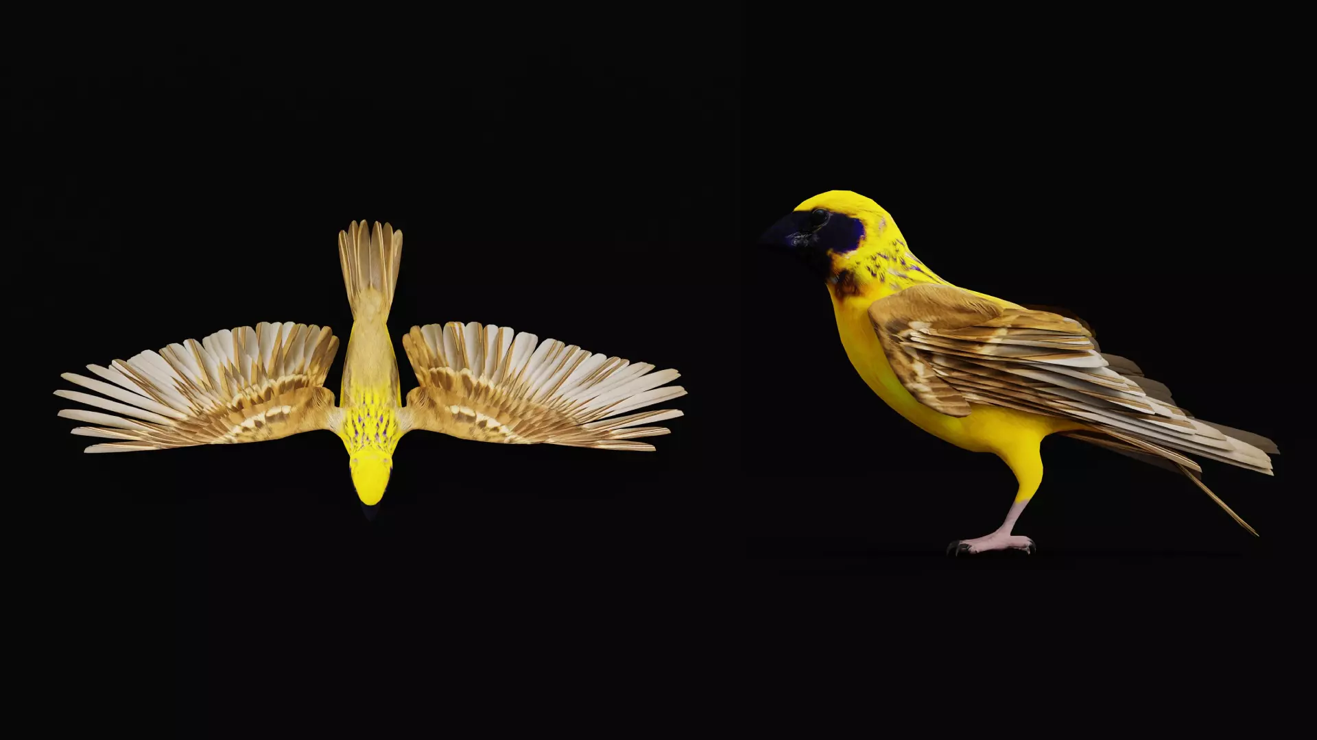 Asian Golden Weaver Bird Low-poly 3D model_52