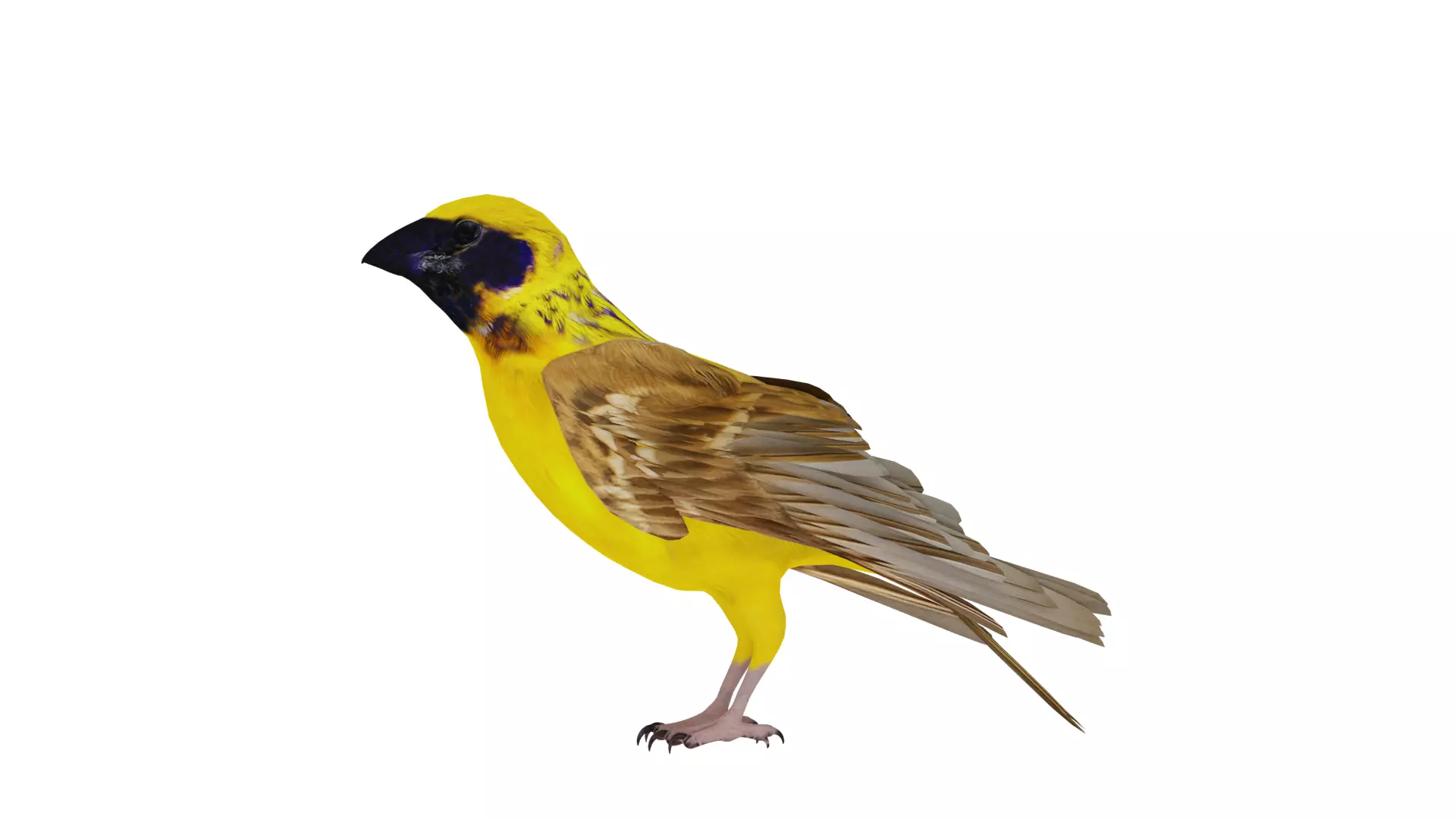 Asian Golden Weaver Bird Low-poly 3D model_60