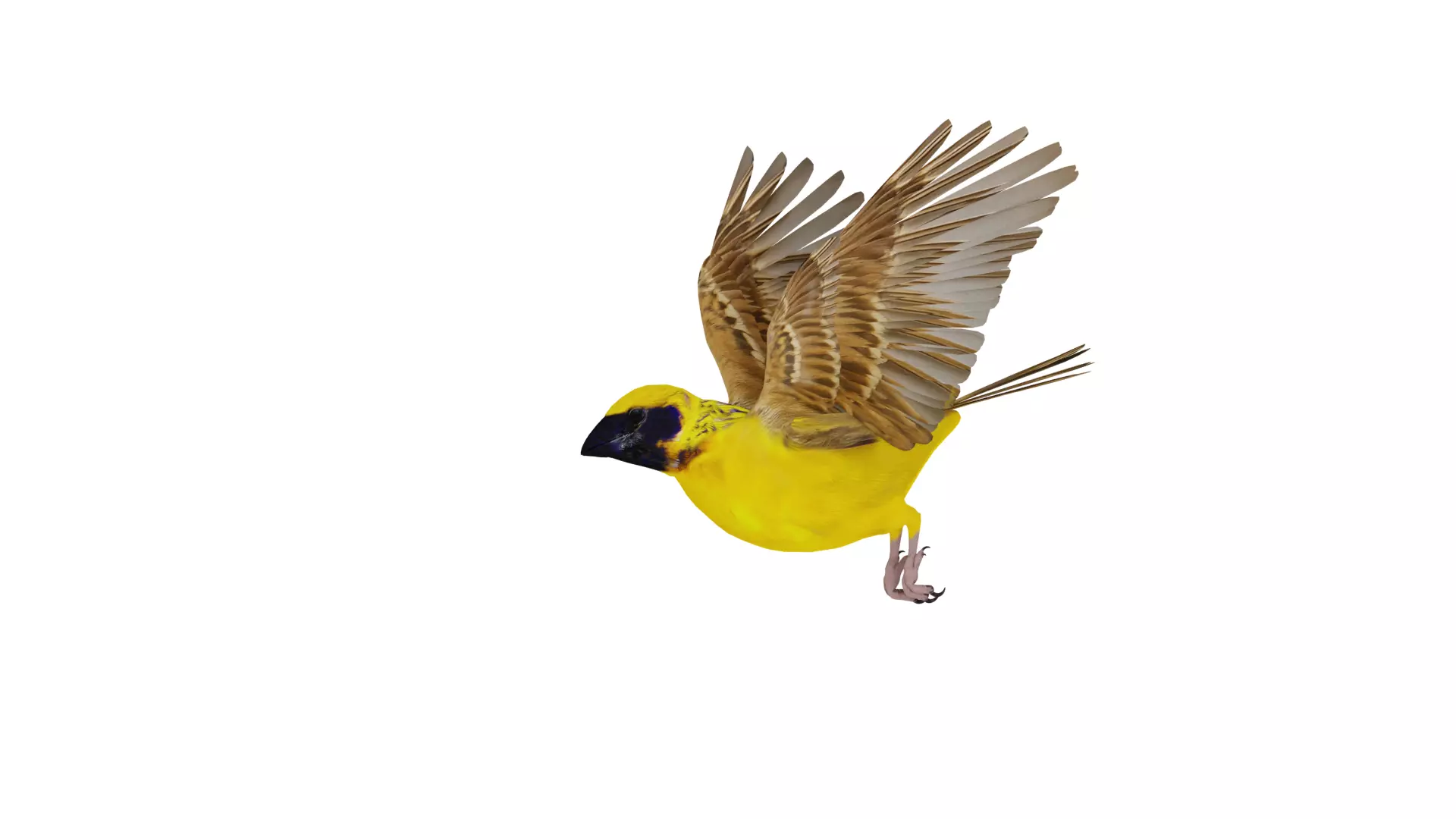 Asian Golden Weaver Bird Low-poly 3D model_58