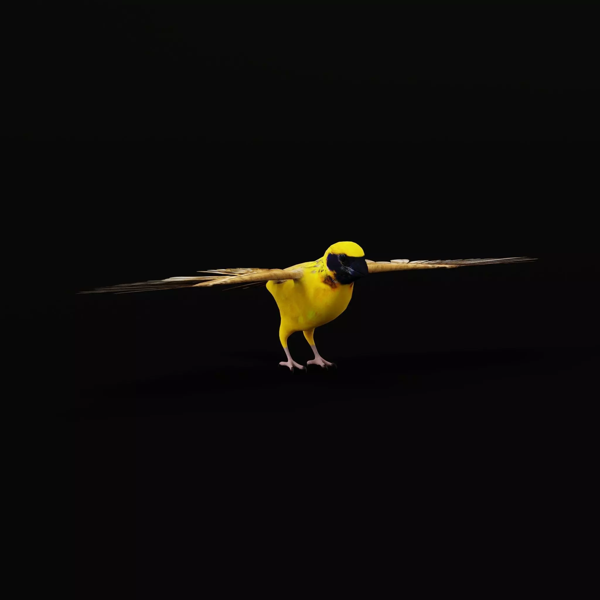 Asian Golden Weaver Bird Low-poly 3D model_19