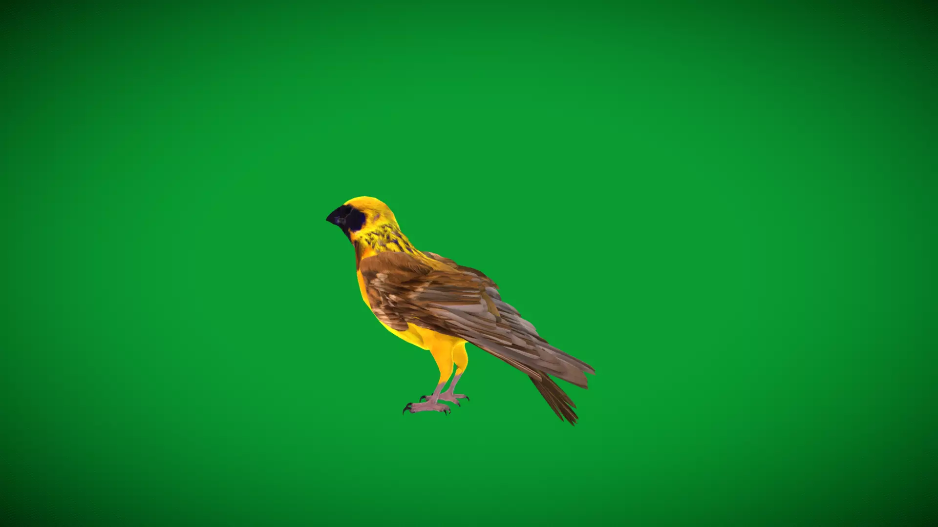 Asian Golden Weaver Bird Low-poly 3D model_62