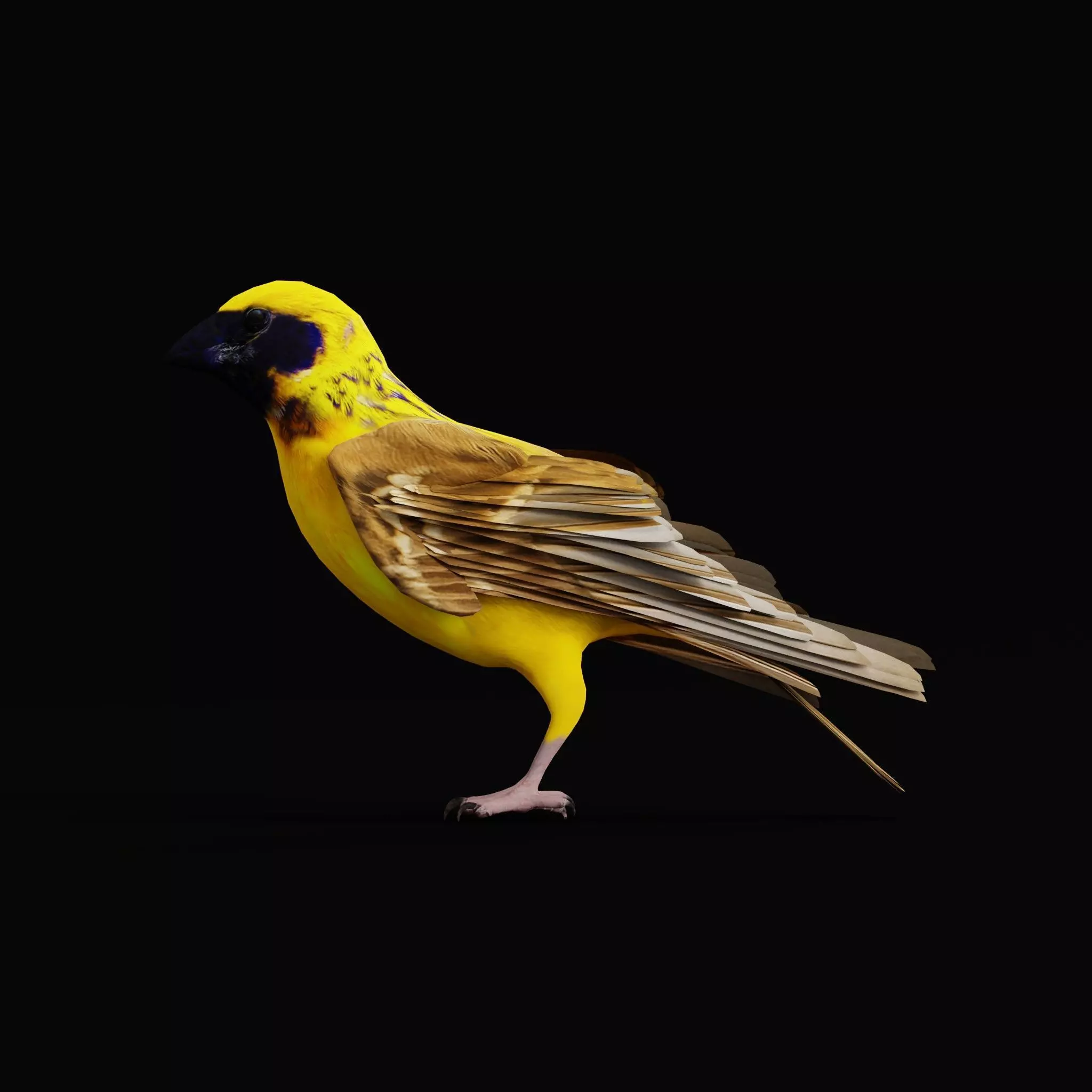 Asian Golden Weaver Bird Low-poly 3D model_39