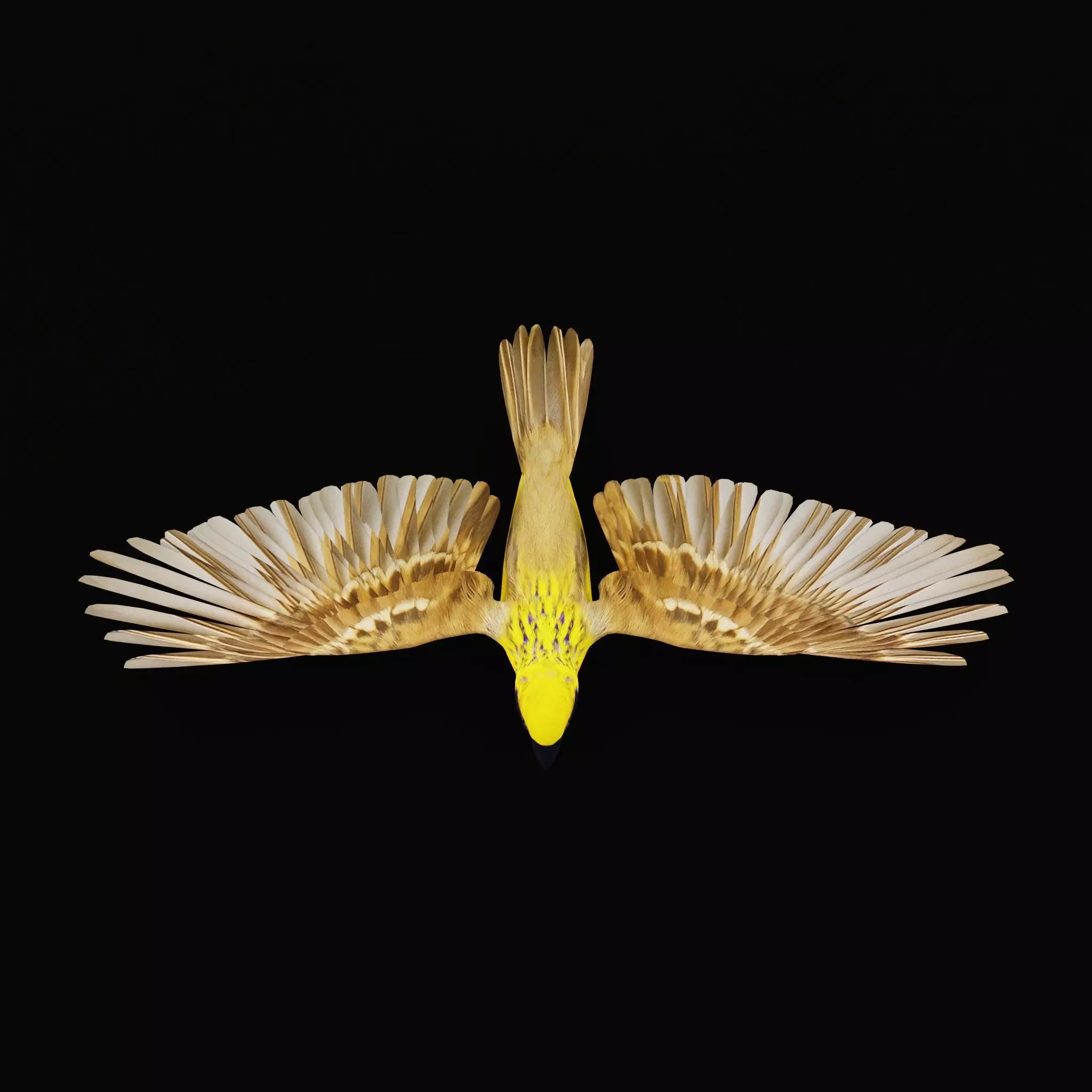 Asian Golden Weaver Bird Low-poly 3D model_33