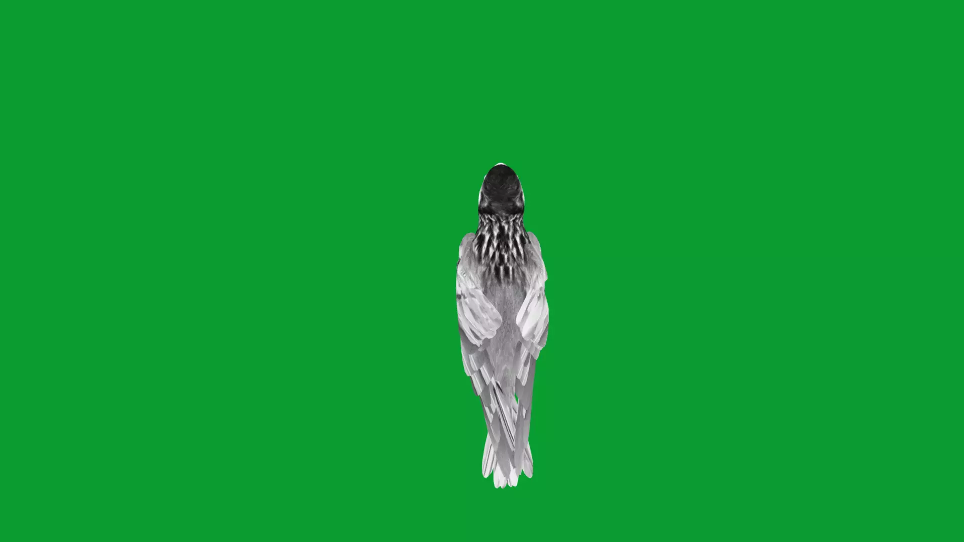 Asian Golden Weaver Bird Low-poly 3D model_29