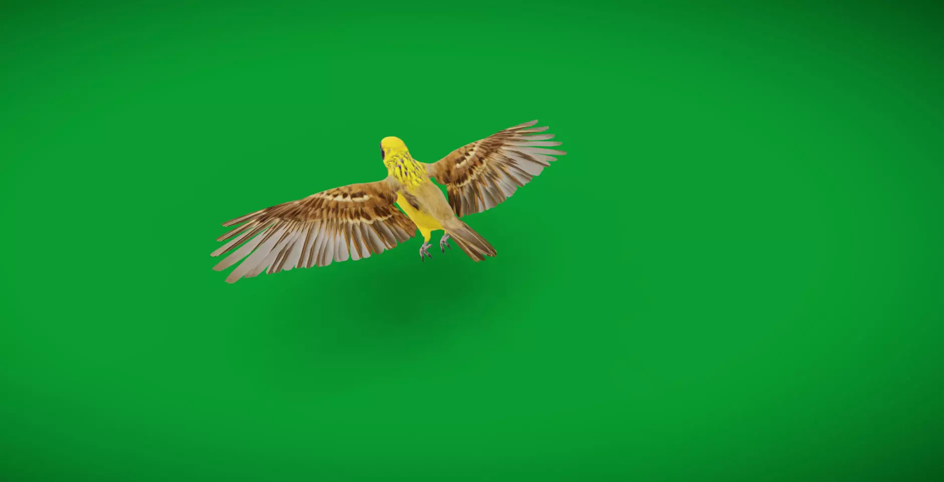 Asian Golden Weaver Bird Low-poly 3D model_13