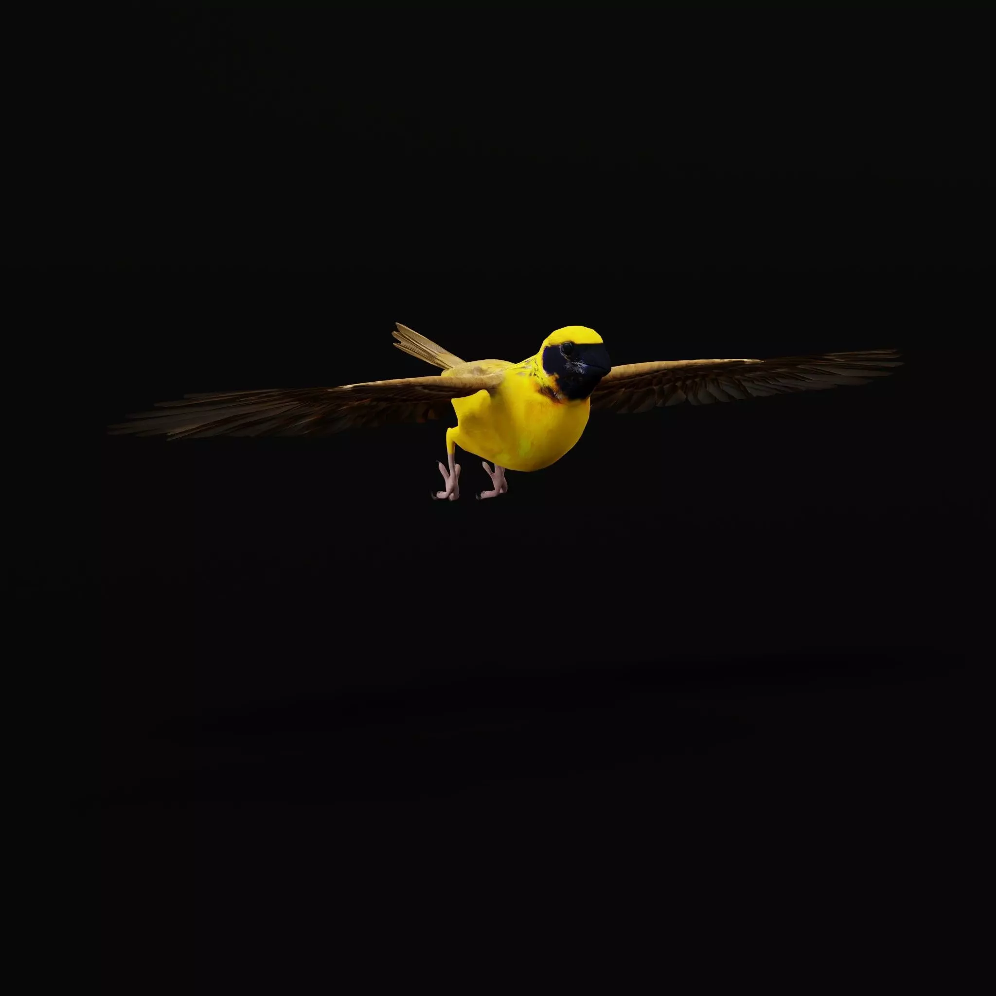 Asian Golden Weaver Bird Low-poly 3D model_22