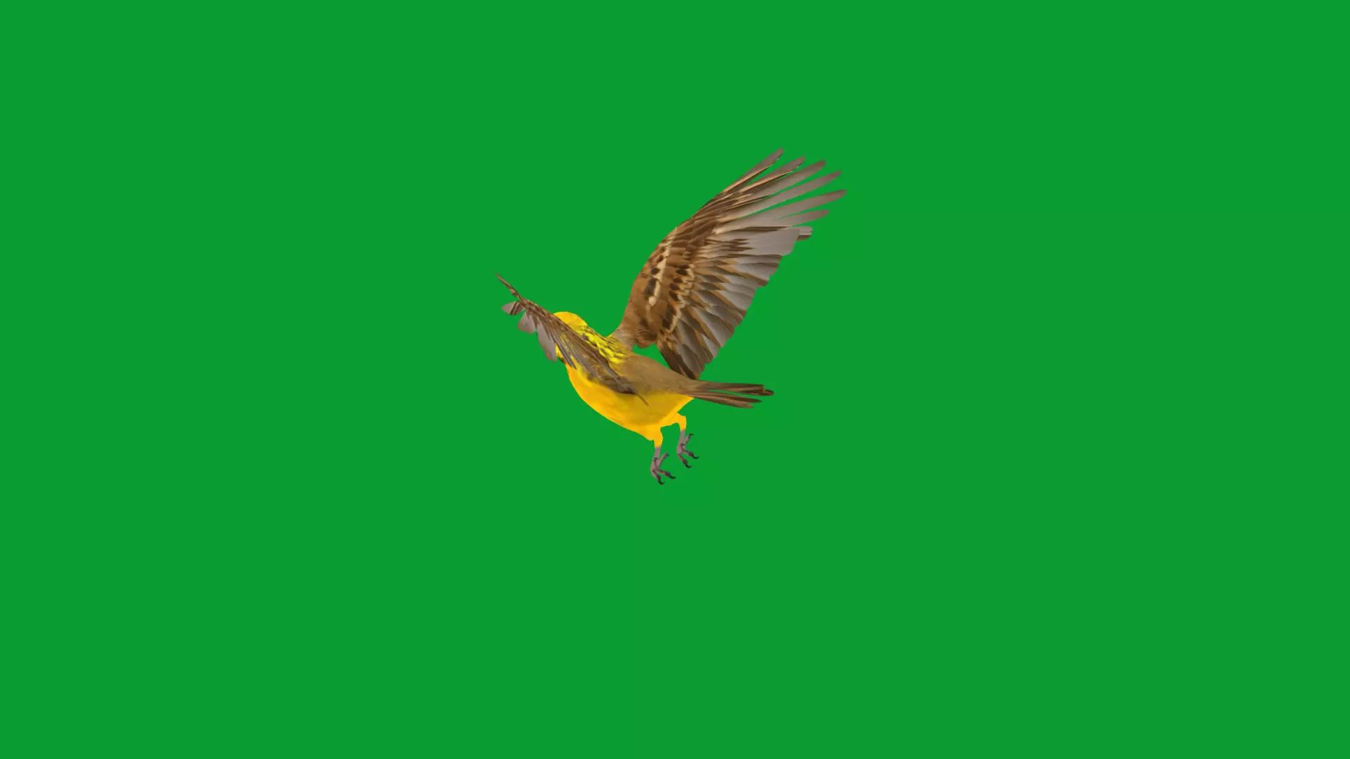 Asian Golden Weaver Bird Low-poly 3D model_32