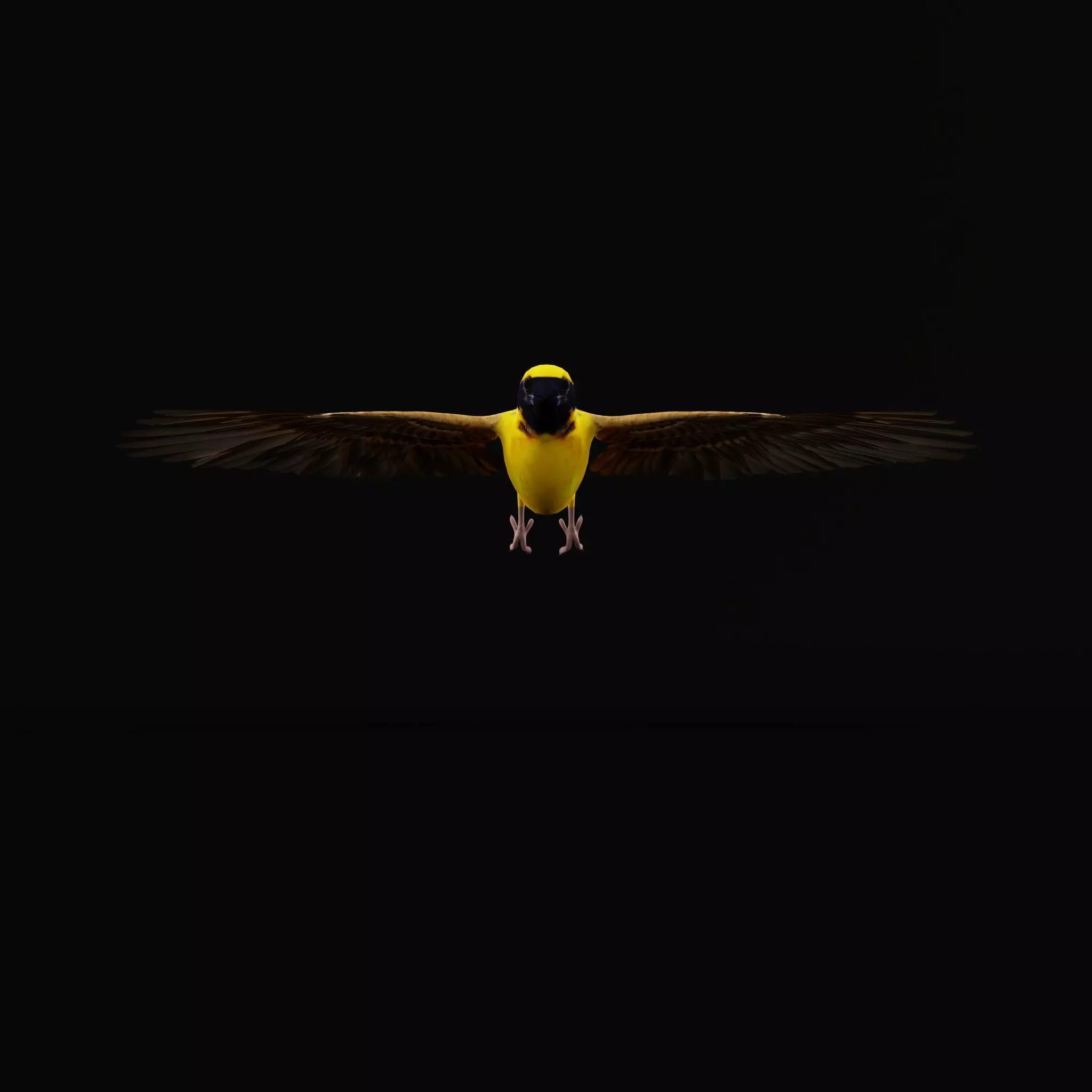 Asian Golden Weaver Bird Low-poly 3D model_12