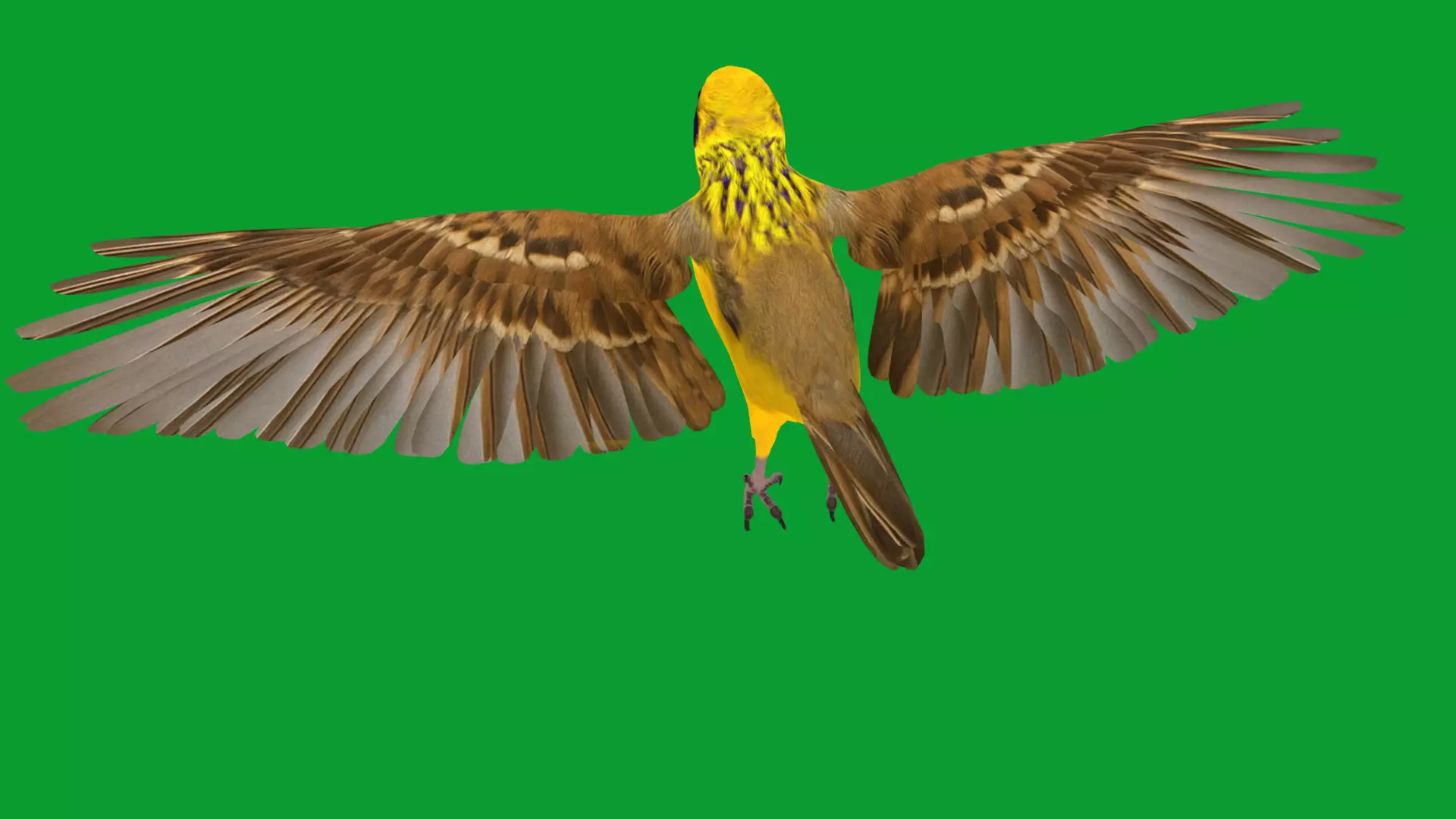 Asian Golden Weaver Bird Low-poly 3D model_54