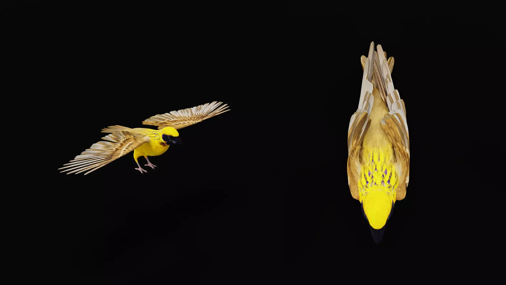 Asian Golden Weaver Bird Low-poly 3D model_47