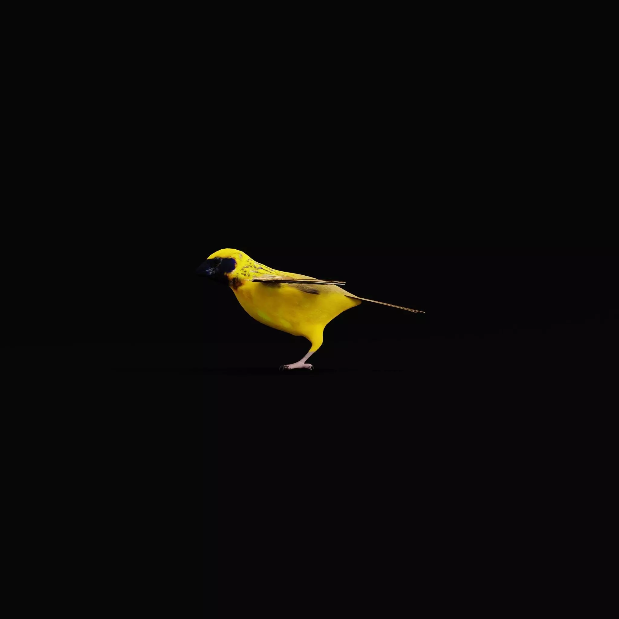 Asian Golden Weaver Bird Low-poly 3D model_10
