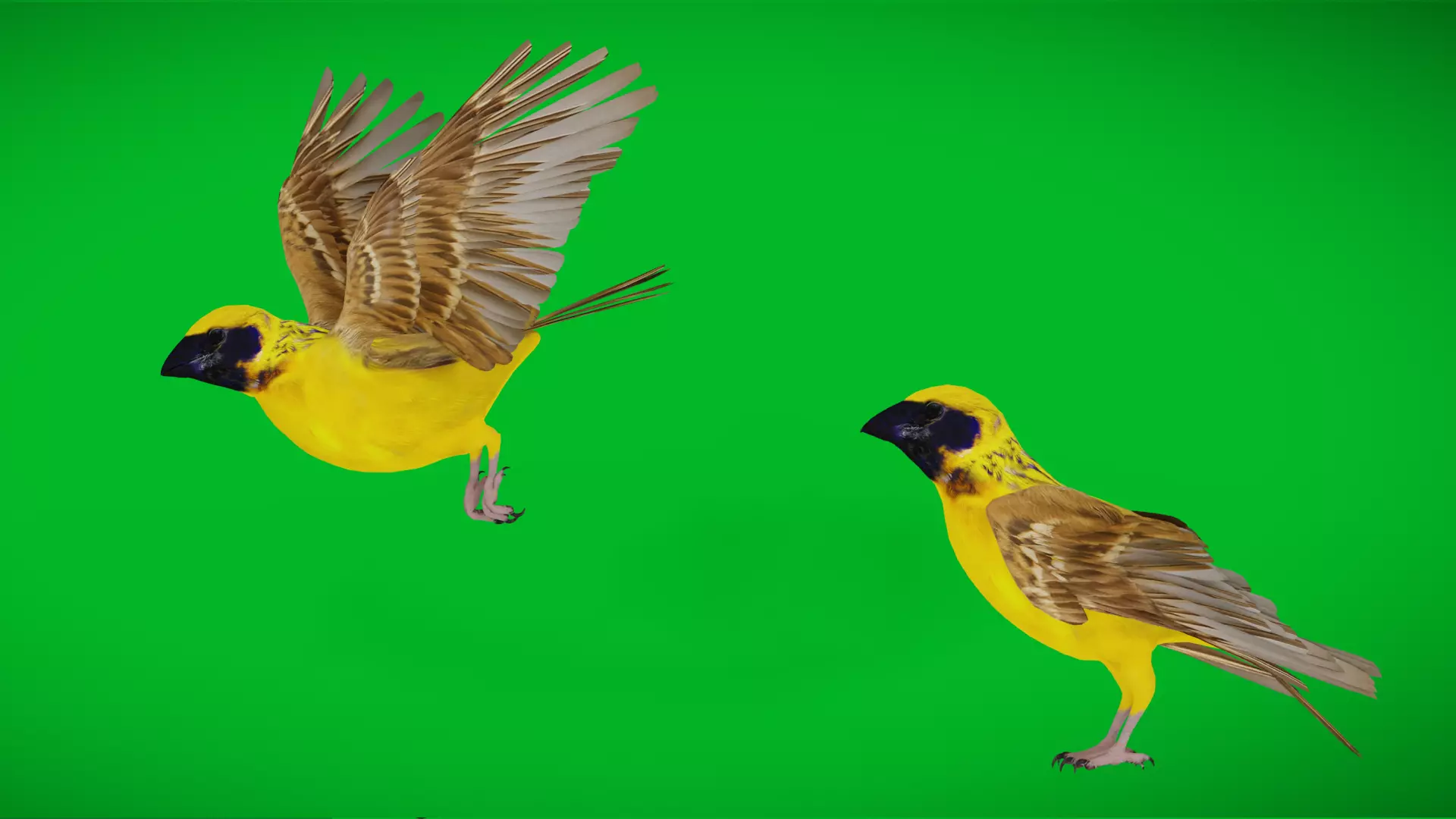 Asian Golden Weaver Bird Low-poly 3D model_0