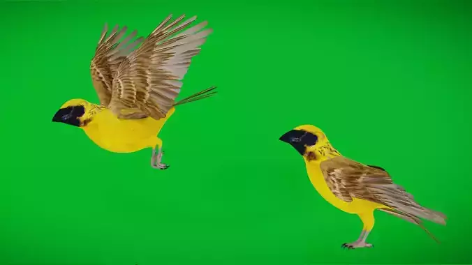 Asian Golden Weaver Bird Low-poly 3D model