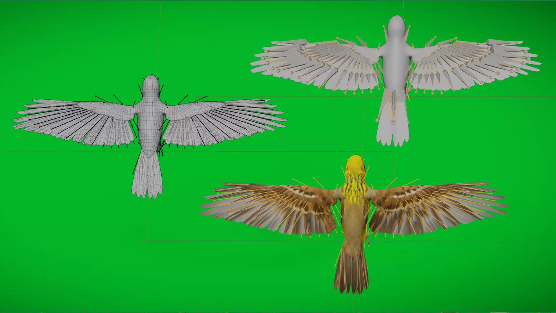 Asian Golden Weaver Bird Low-poly 3D model_7