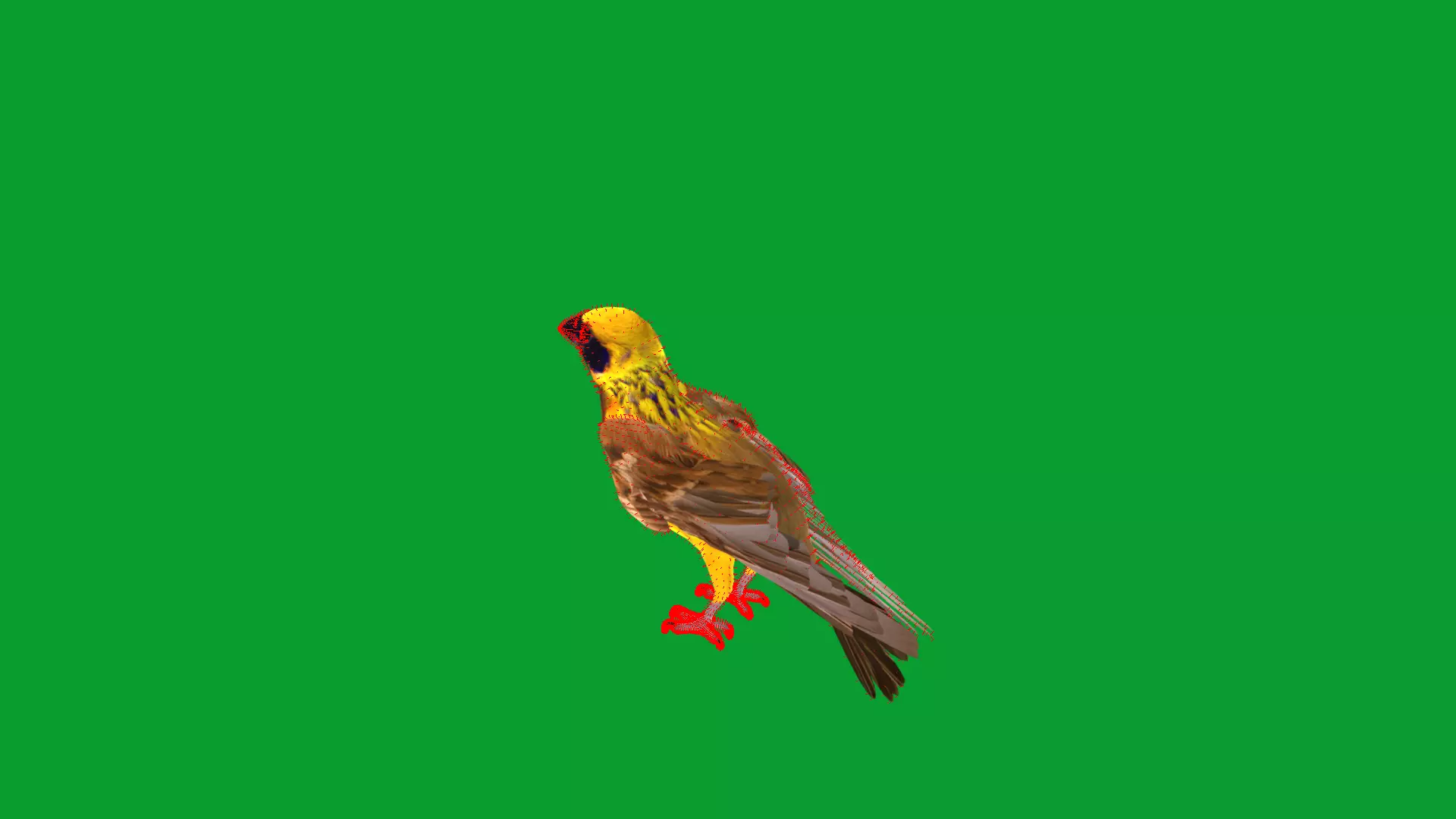 Asian Golden Weaver Bird Low-poly 3D model_42