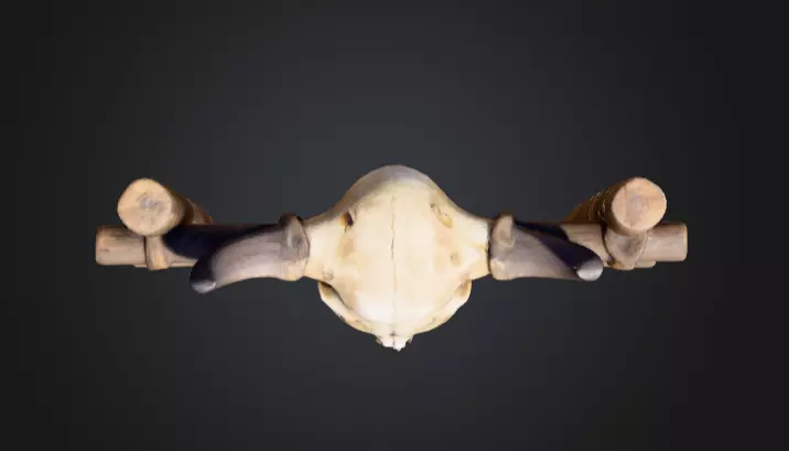 Wooden Fence with Bull Skull Head Low-poly 3D model_13