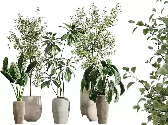 AV Indoor Plants Set 303 Olive Eucalyptus Alocasia Ficus Fig