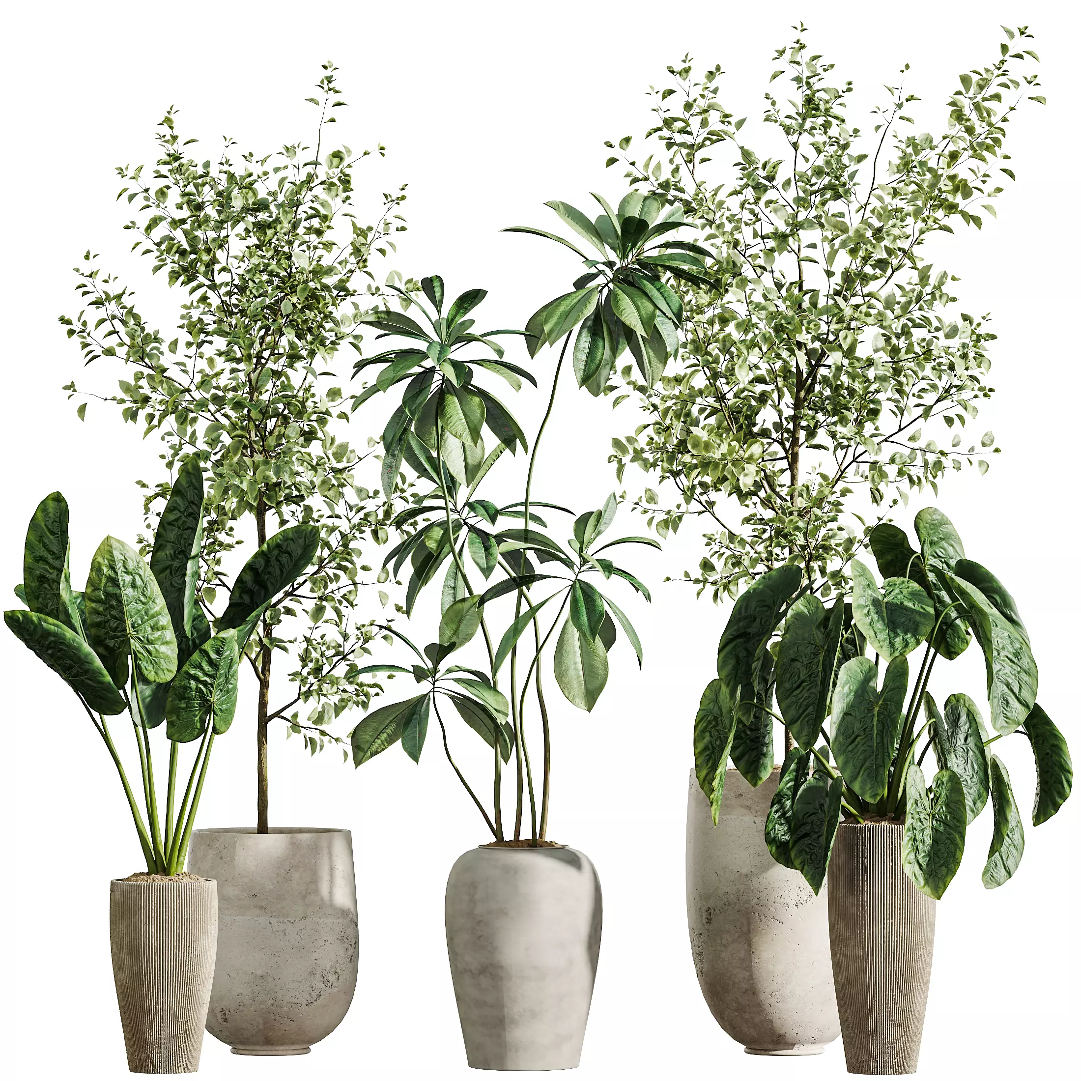 AV Indoor Plants Set 303 Olive Eucalyptus Alocasia Ficus Fig 3D model_8