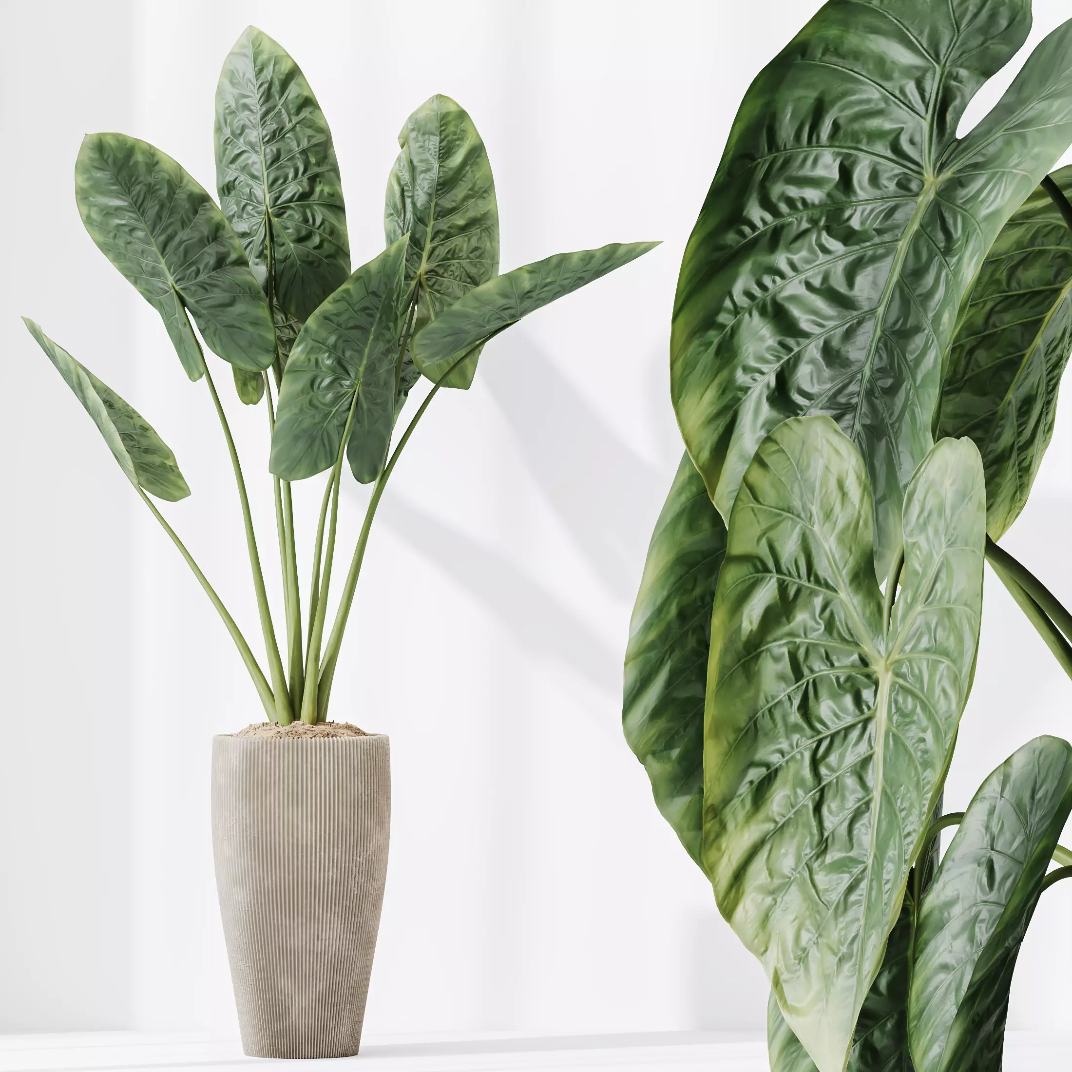 AV Indoor Plants Set 303 Olive Eucalyptus Alocasia Ficus Fig 3D model_4