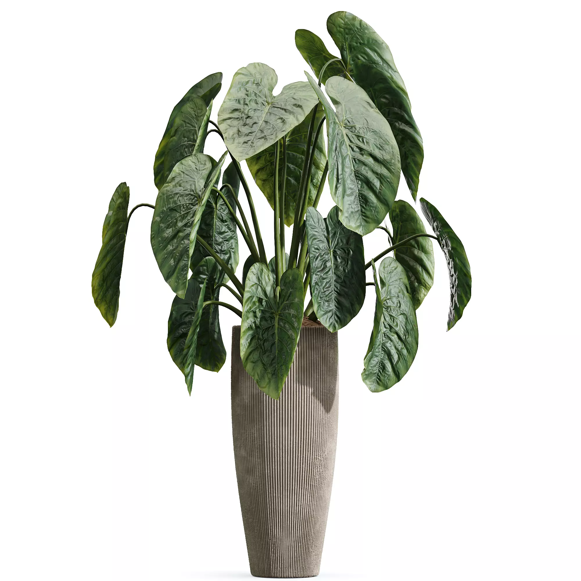 AV Indoor Plants Set 303 Olive Eucalyptus Alocasia Ficus Fig 3D model_7