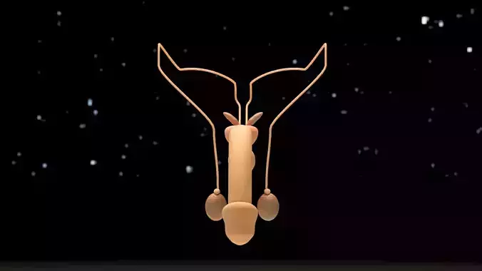 Male Reproductive System Anatomy 3D model