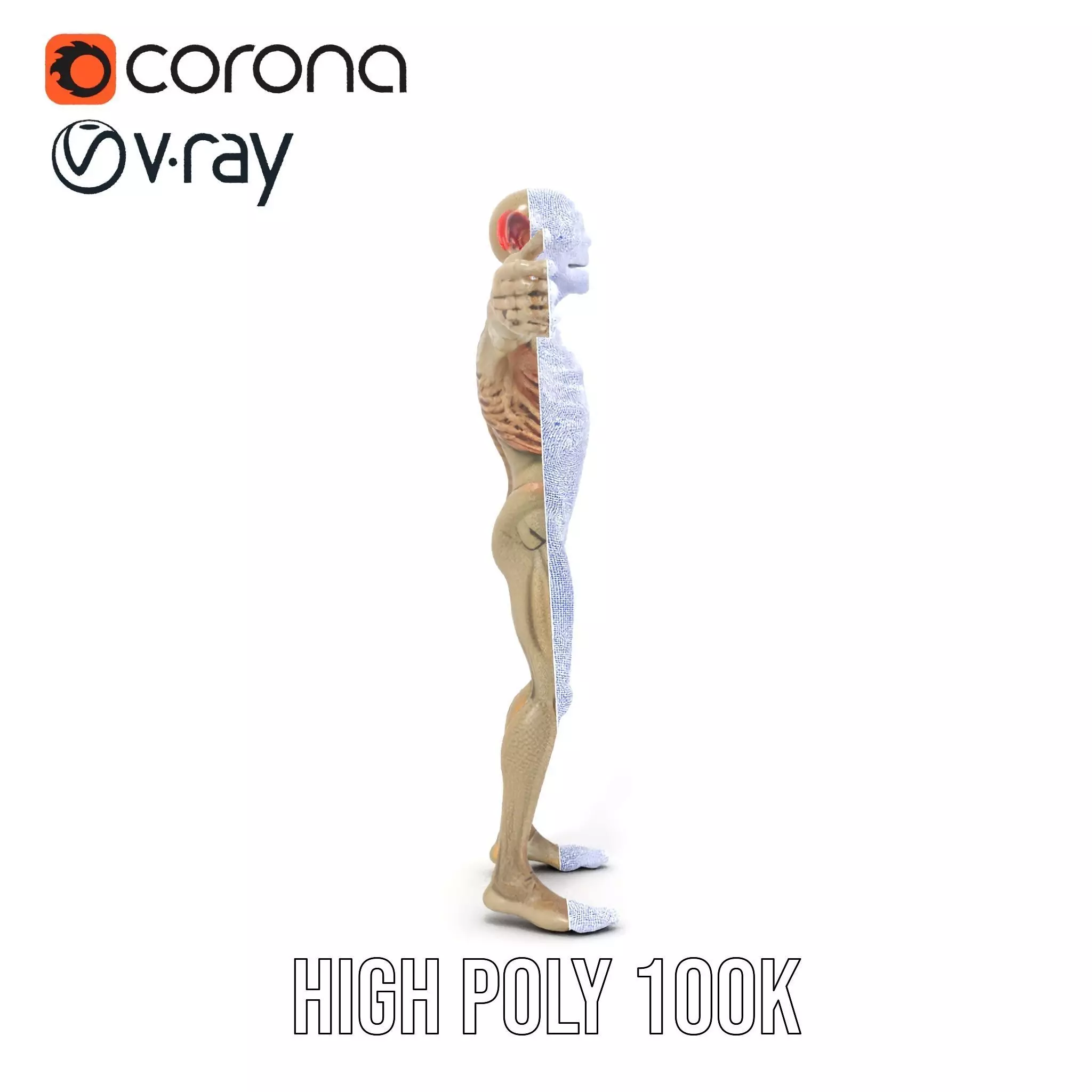 Fantasy Creature Skeleton model pack Low-poly 3D model_34