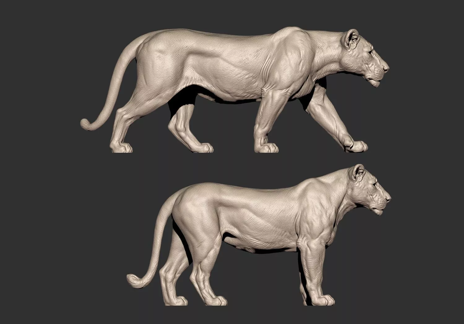 Female Lion Lioness 3D Printable Model 3D print model